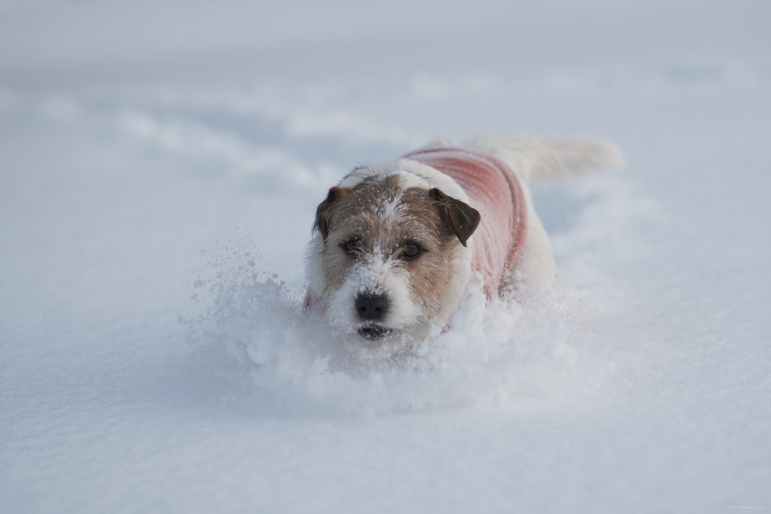 Jack Russell Terrier