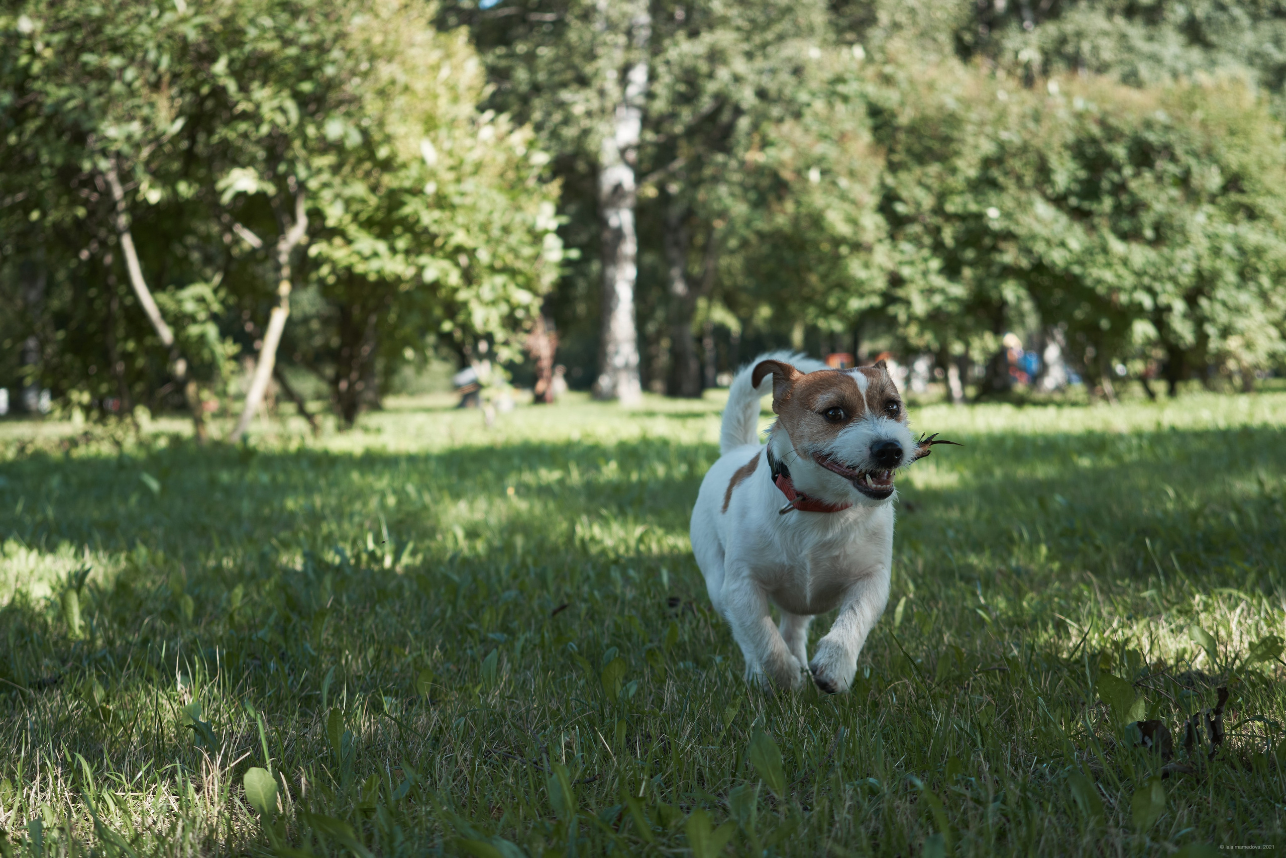 Jack Russell Terrier