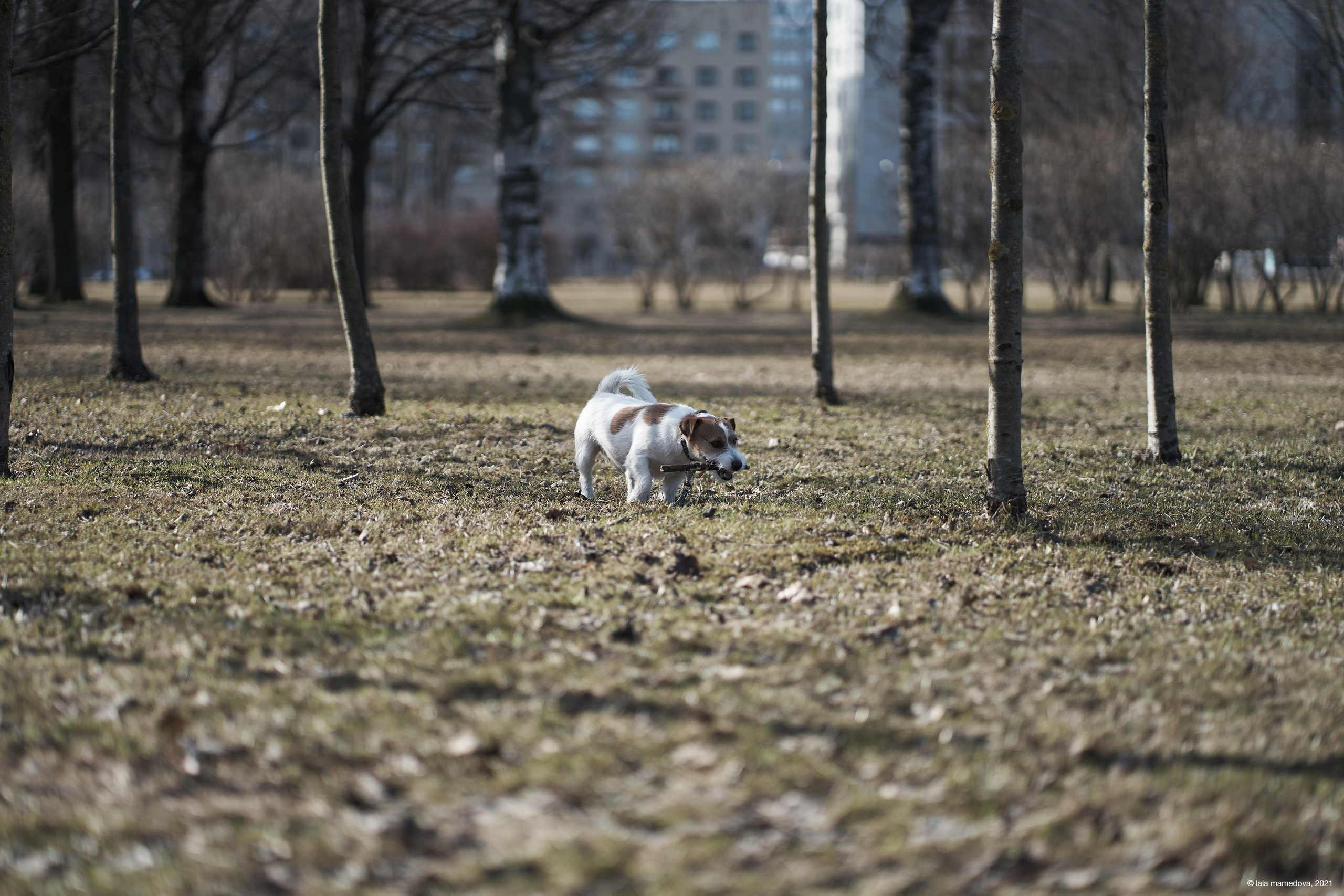 Jack Russell Terrier