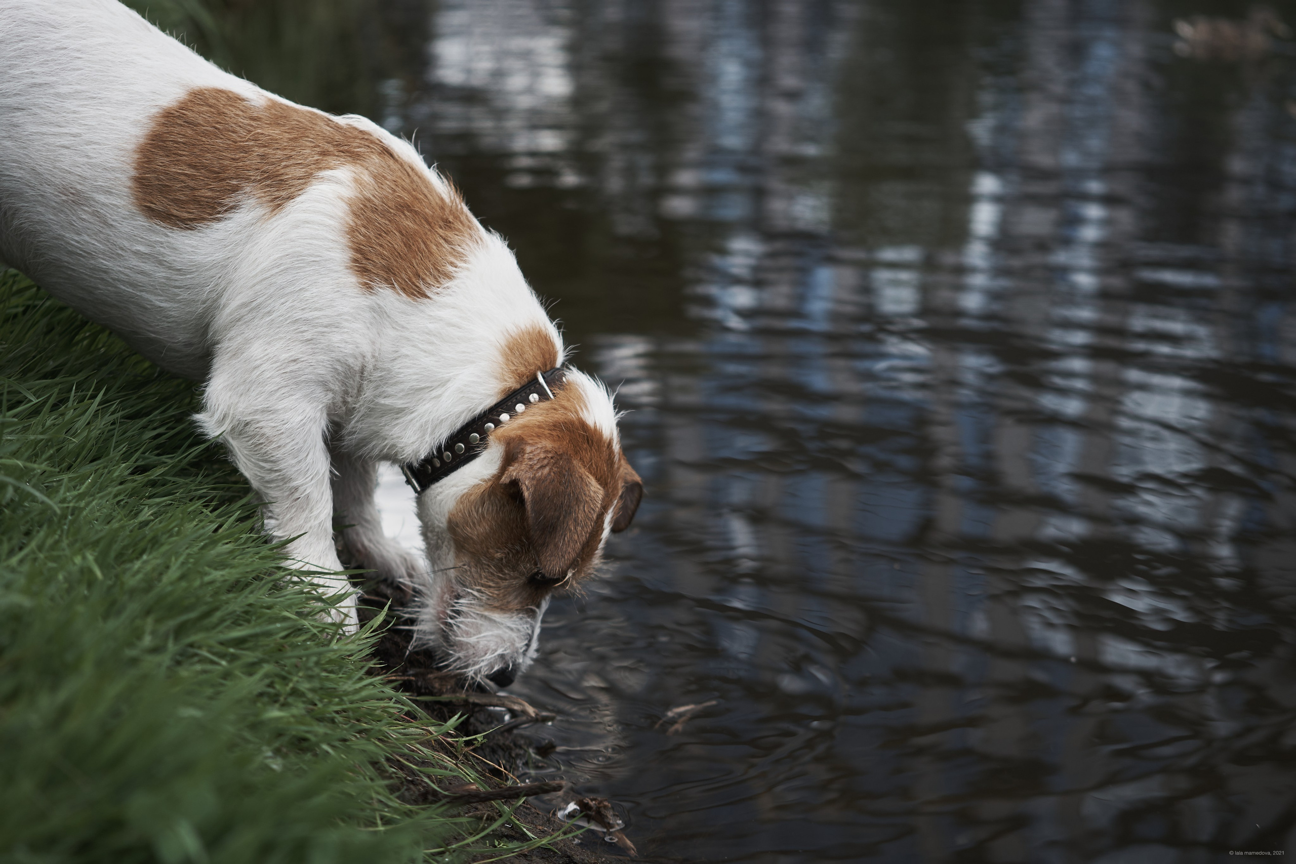 Jack Russell Terrier