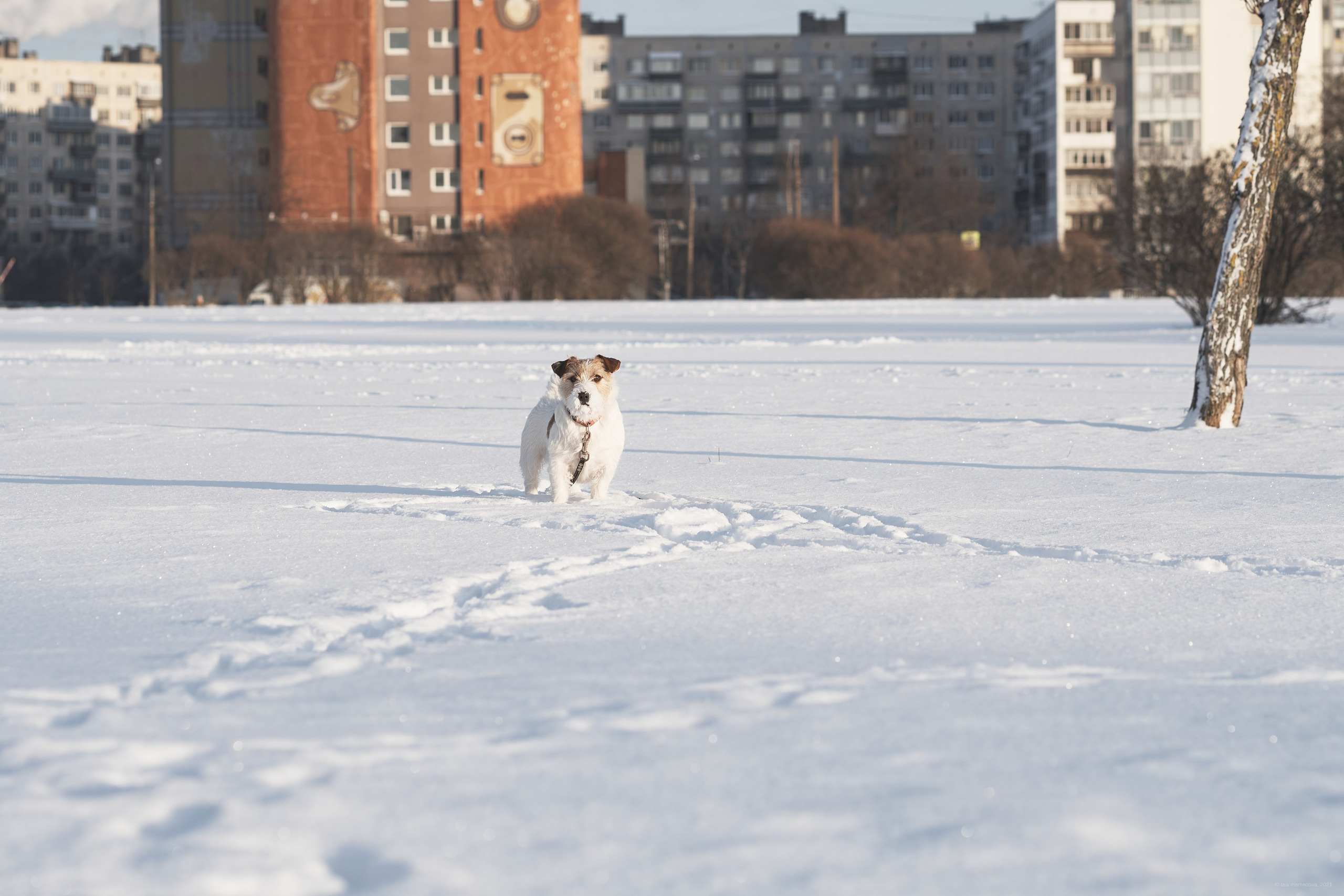 Jack Russell Terrier