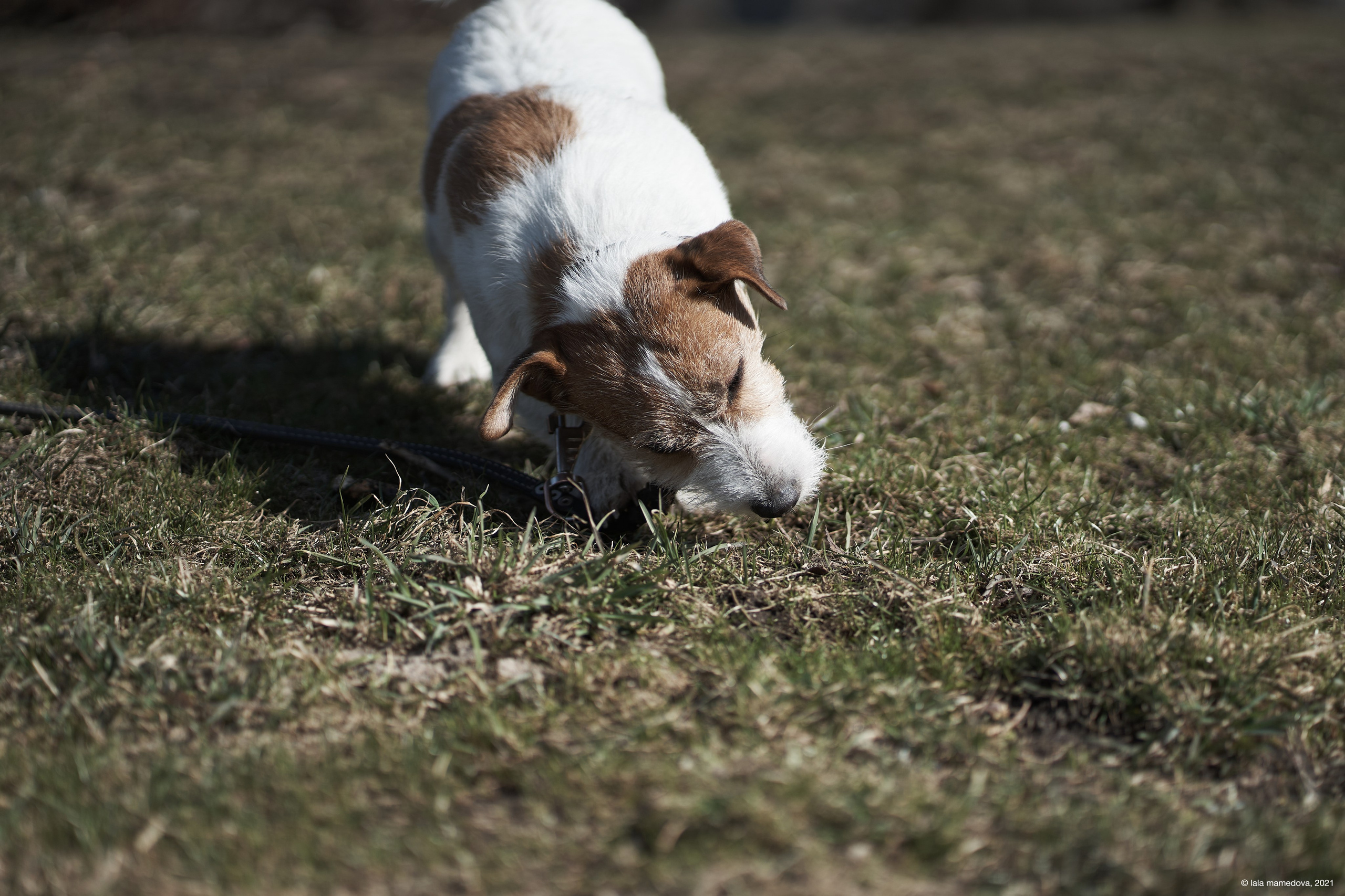 Jack Russell Terrier