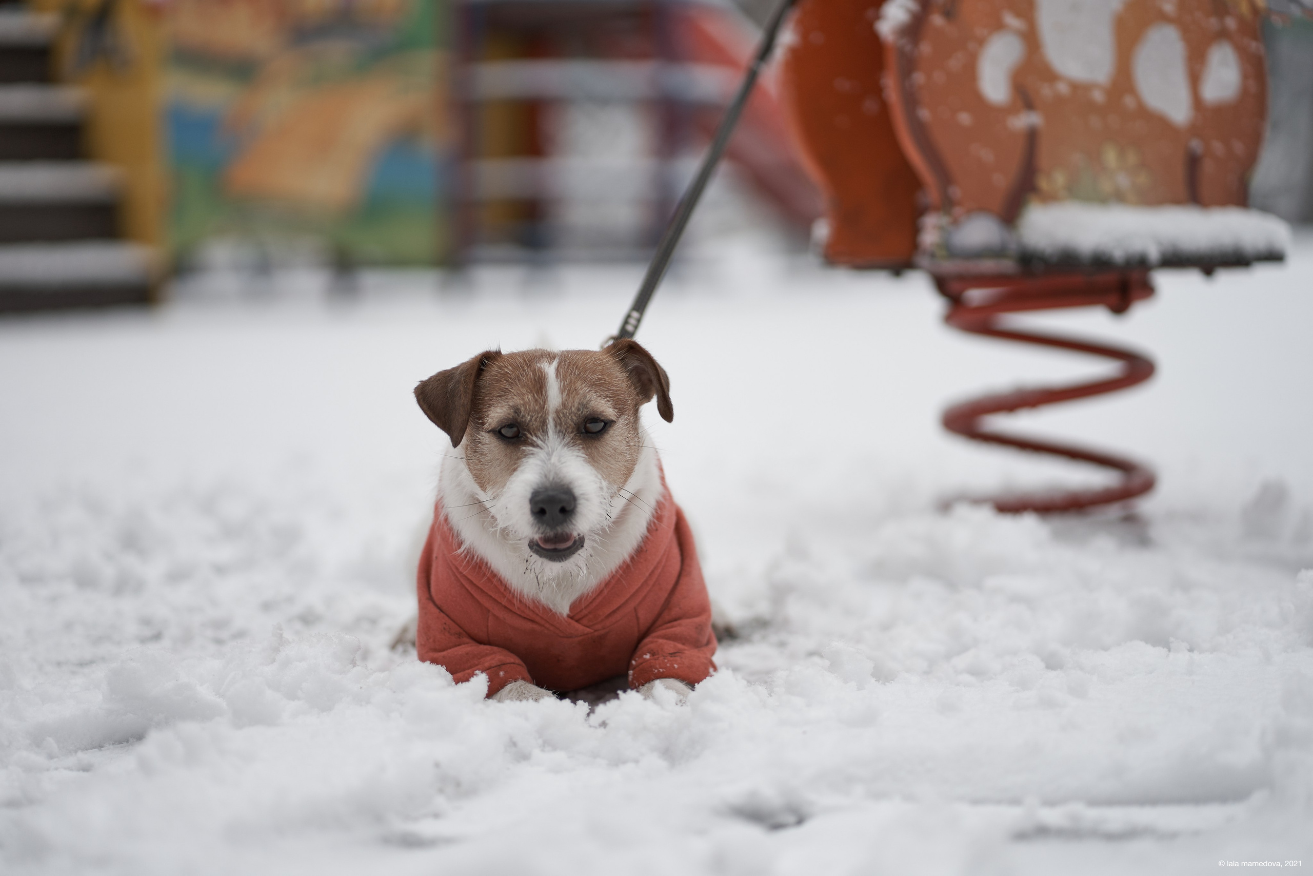 Jack Russell Terrier