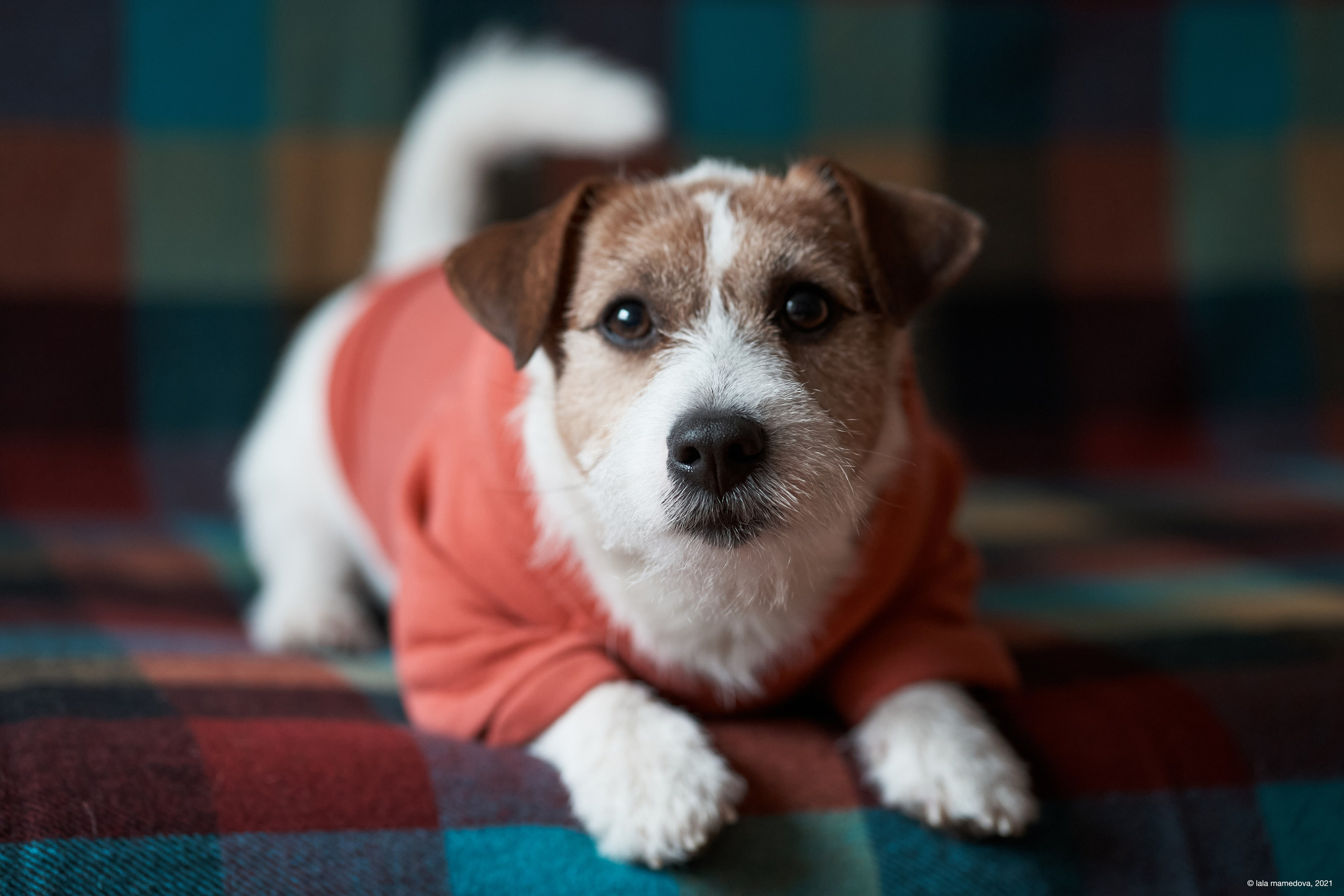 Jack Russell Terrier