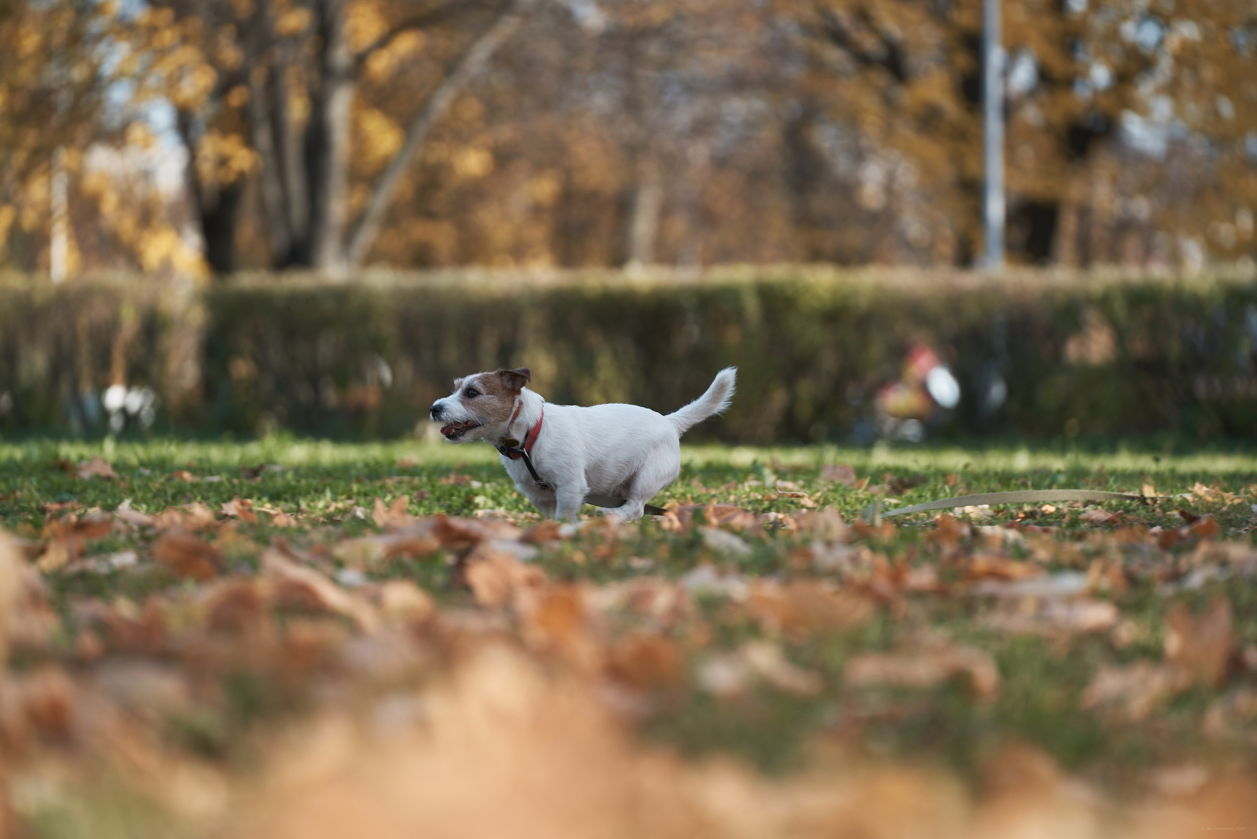 LORD | Jack Russell Terrier