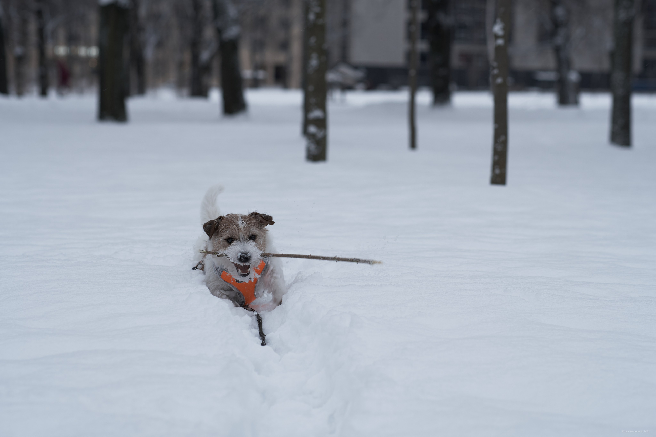 Jack Russell Terrier