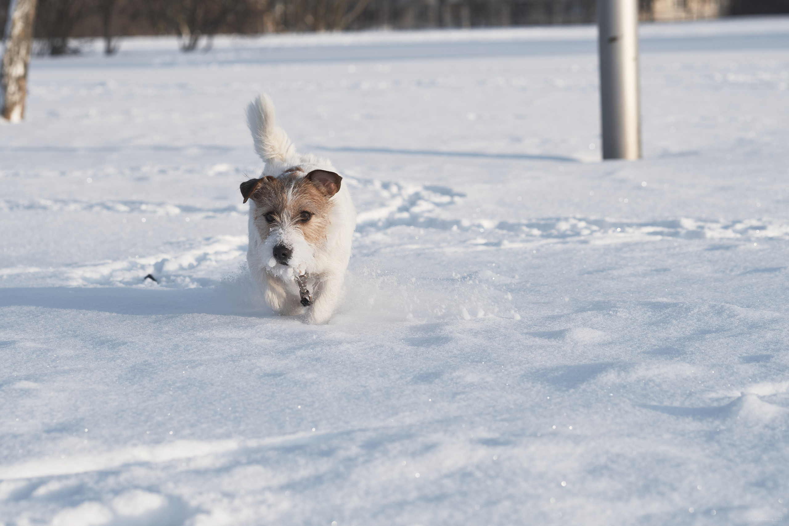 Jack Russell Terrier