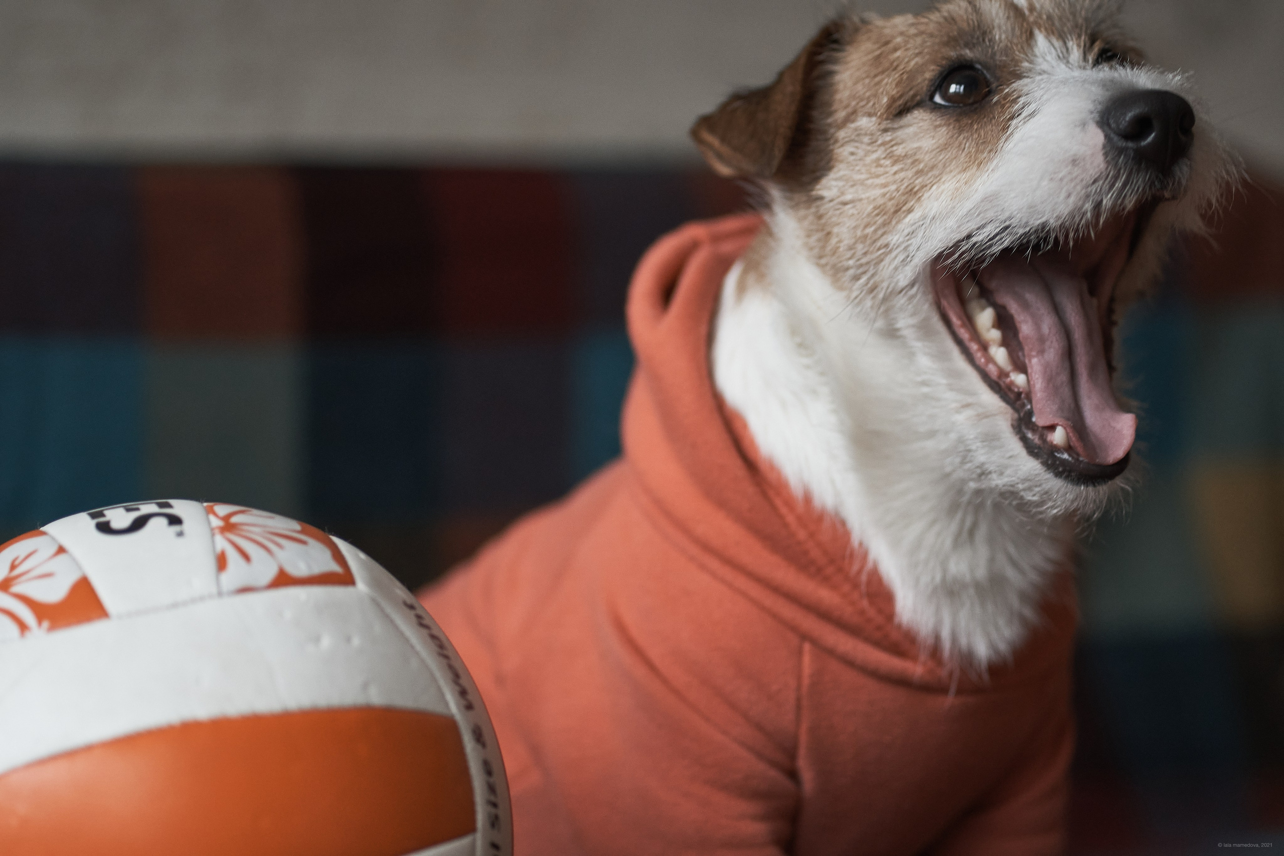 Jack Russell Terrier