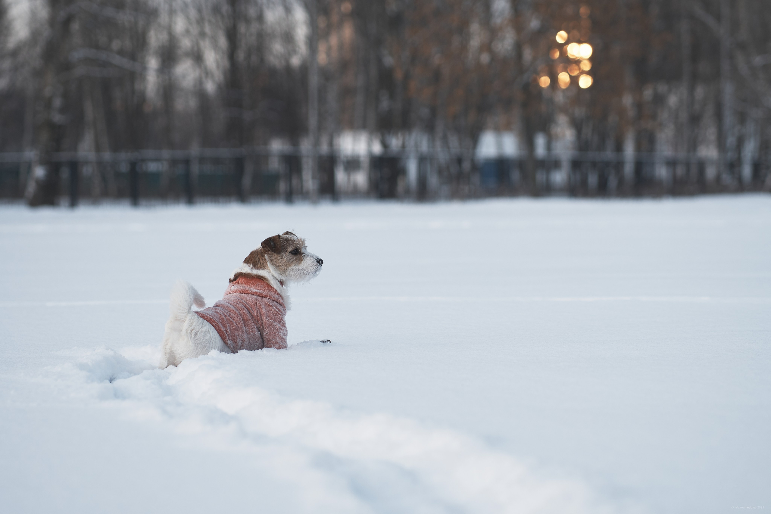 Jack Russell Terrier