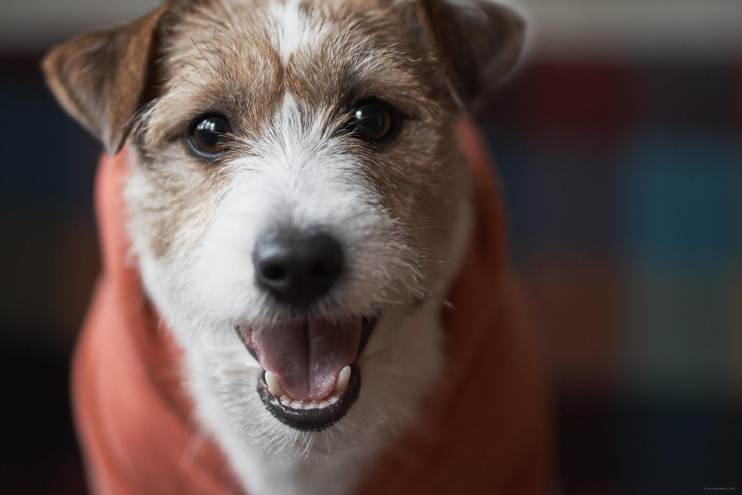 Jack Russell Terrier