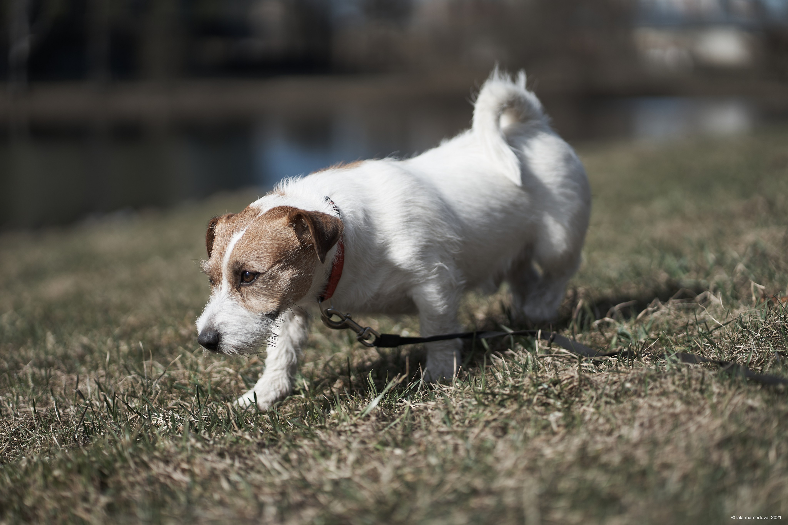 Jack Russell Terrier