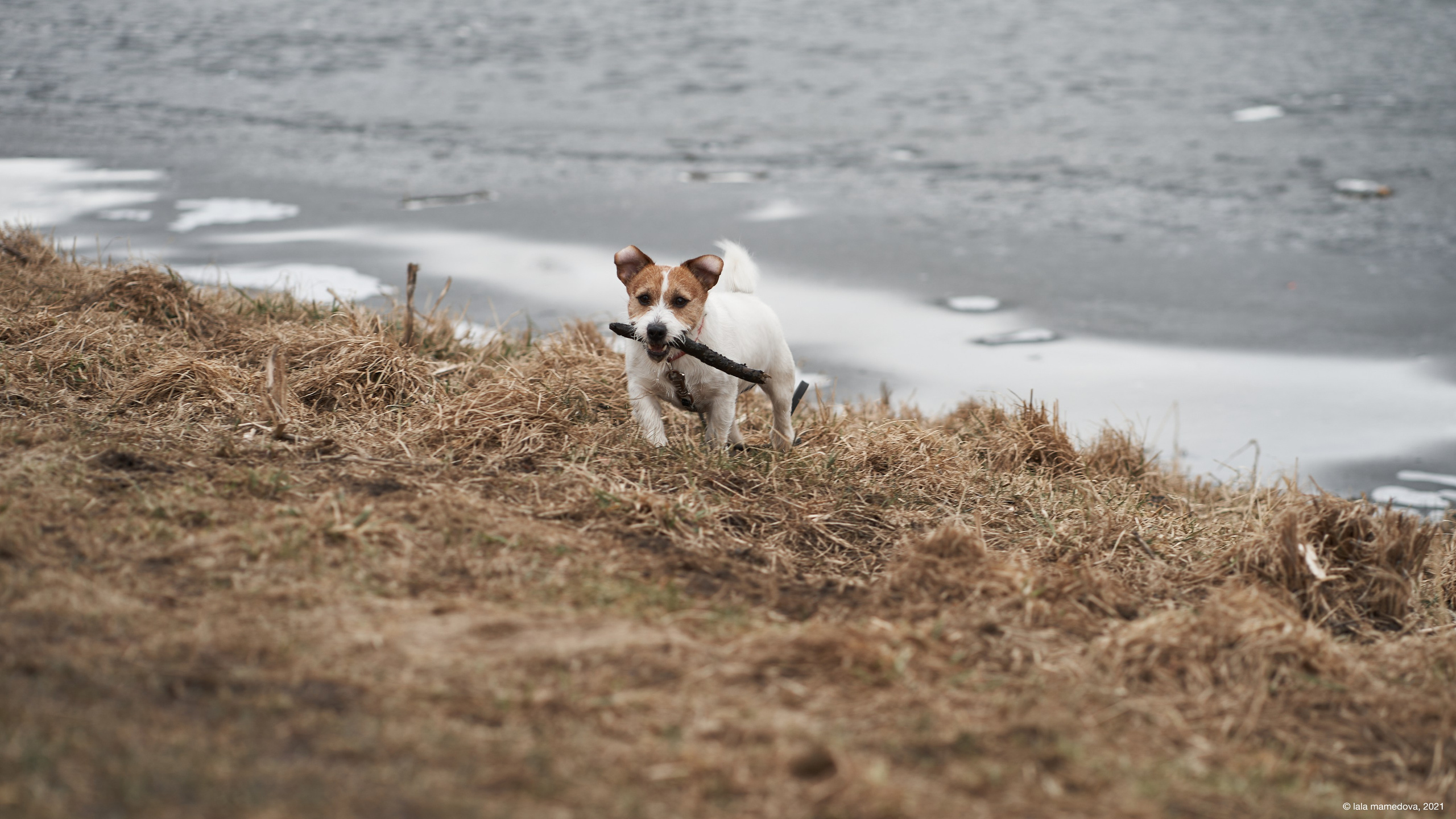 Jack Russell Terrier