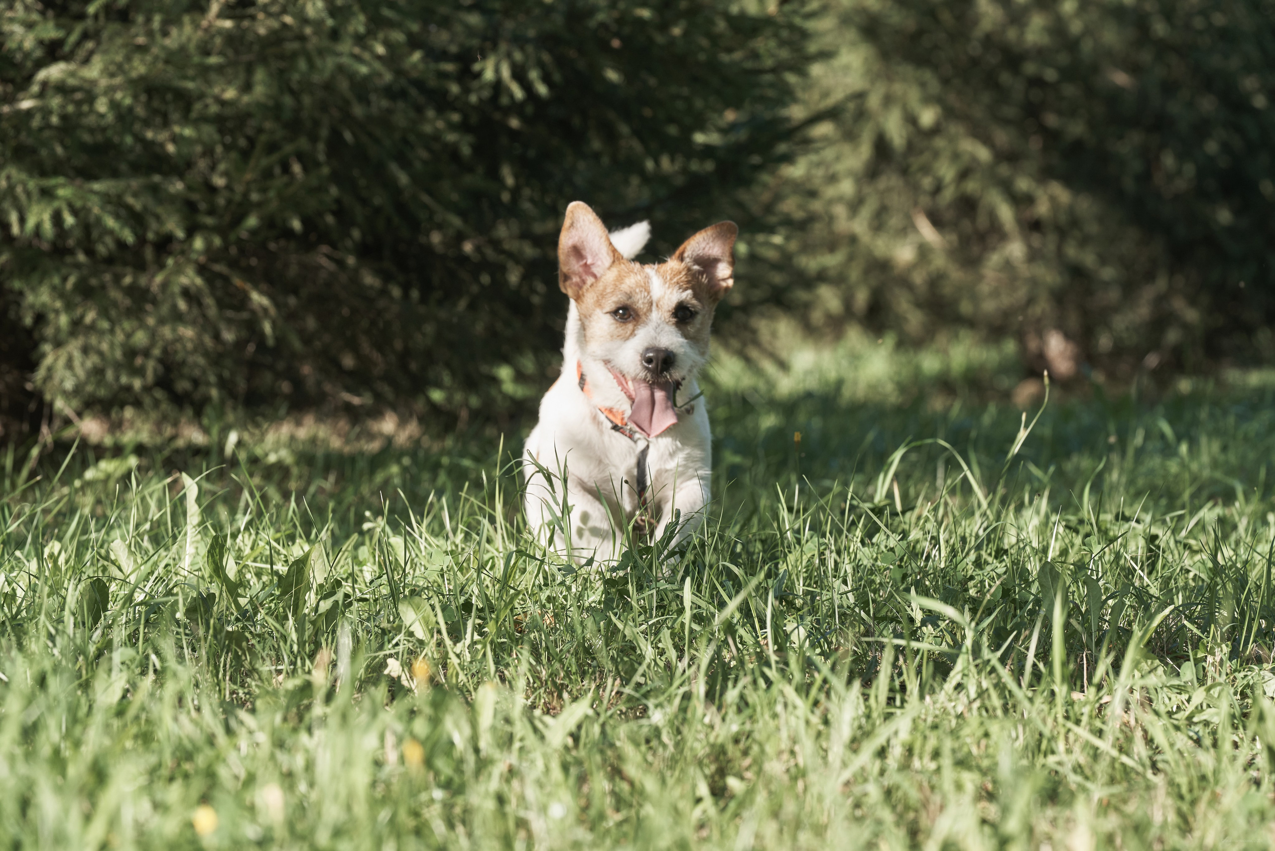 Jack Russell Terrier