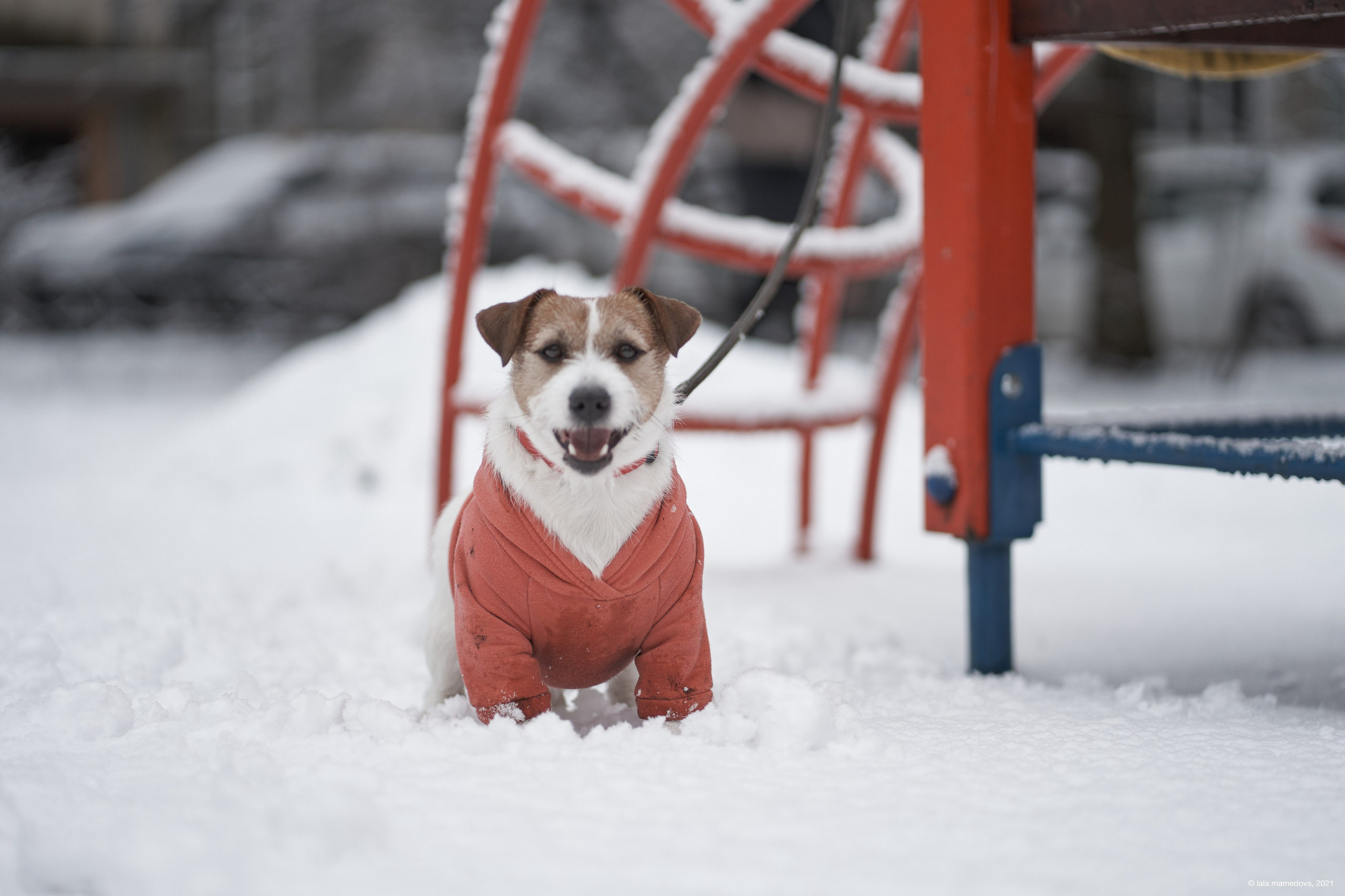 Jack Russell Terrier
