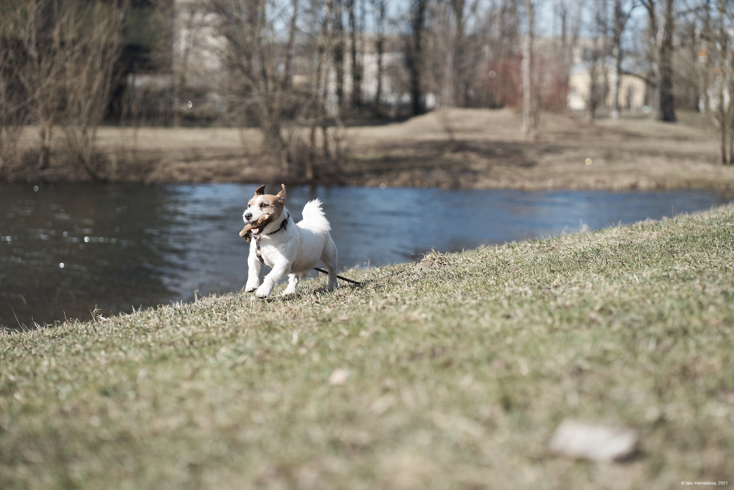 Jack Russell Terrier