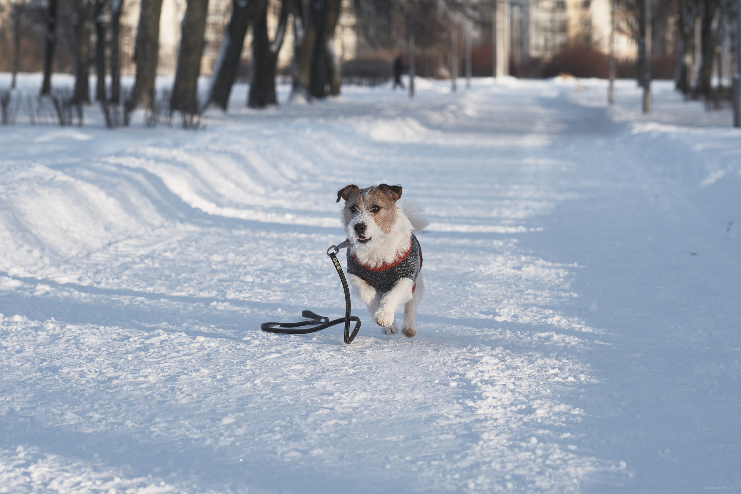 Jack Russell Terrier