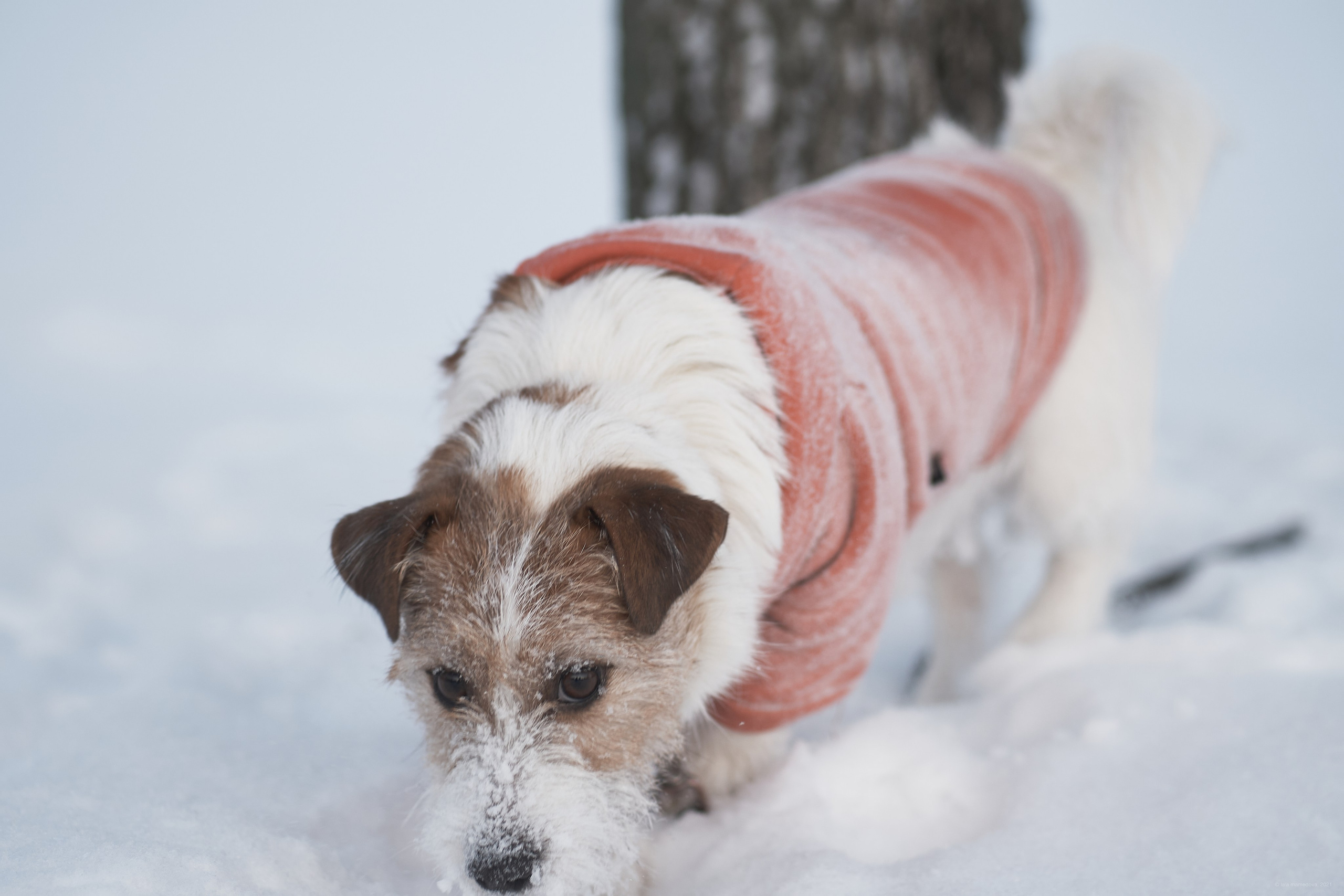 Jack Russell Terrier