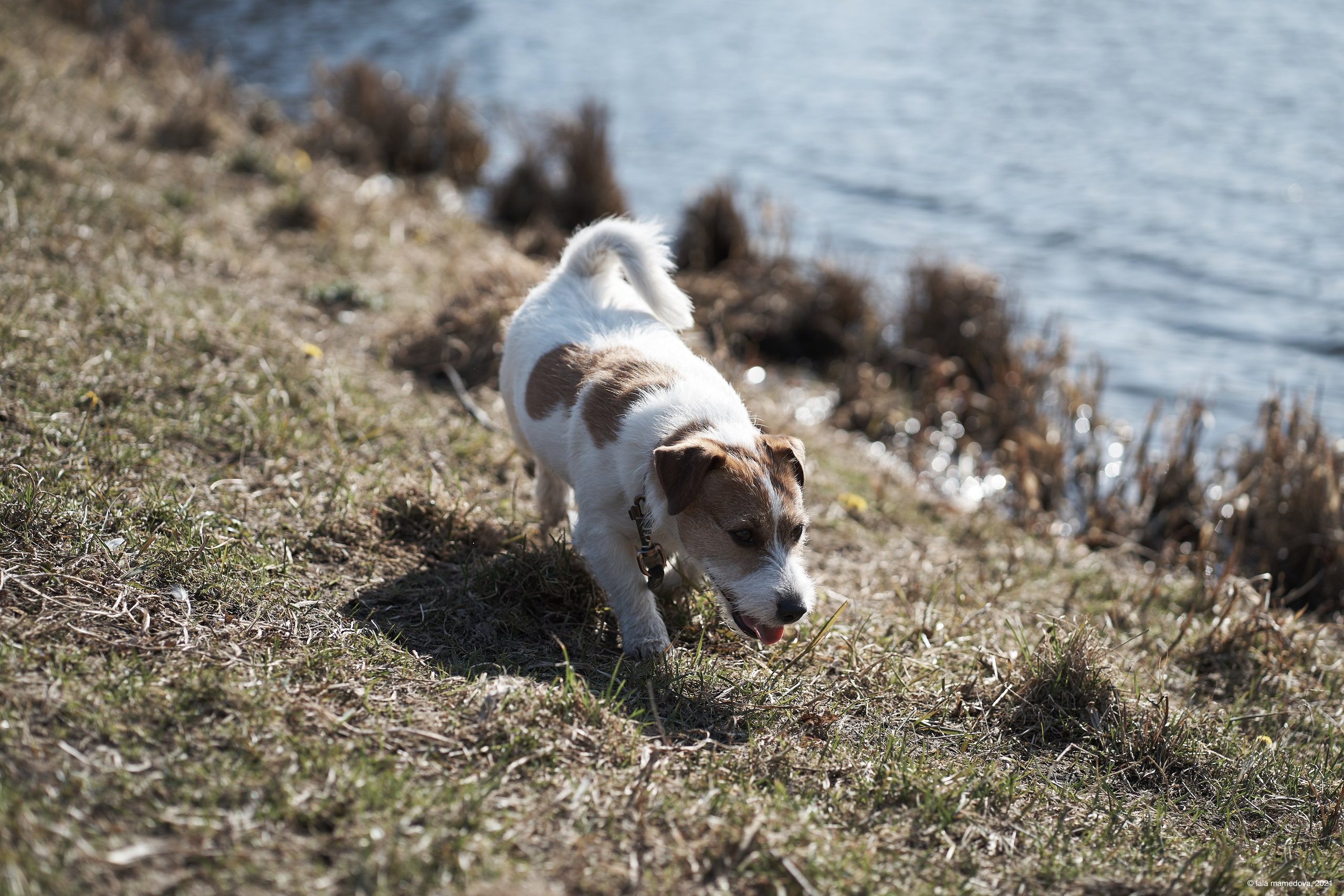 Jack Russell Terrier