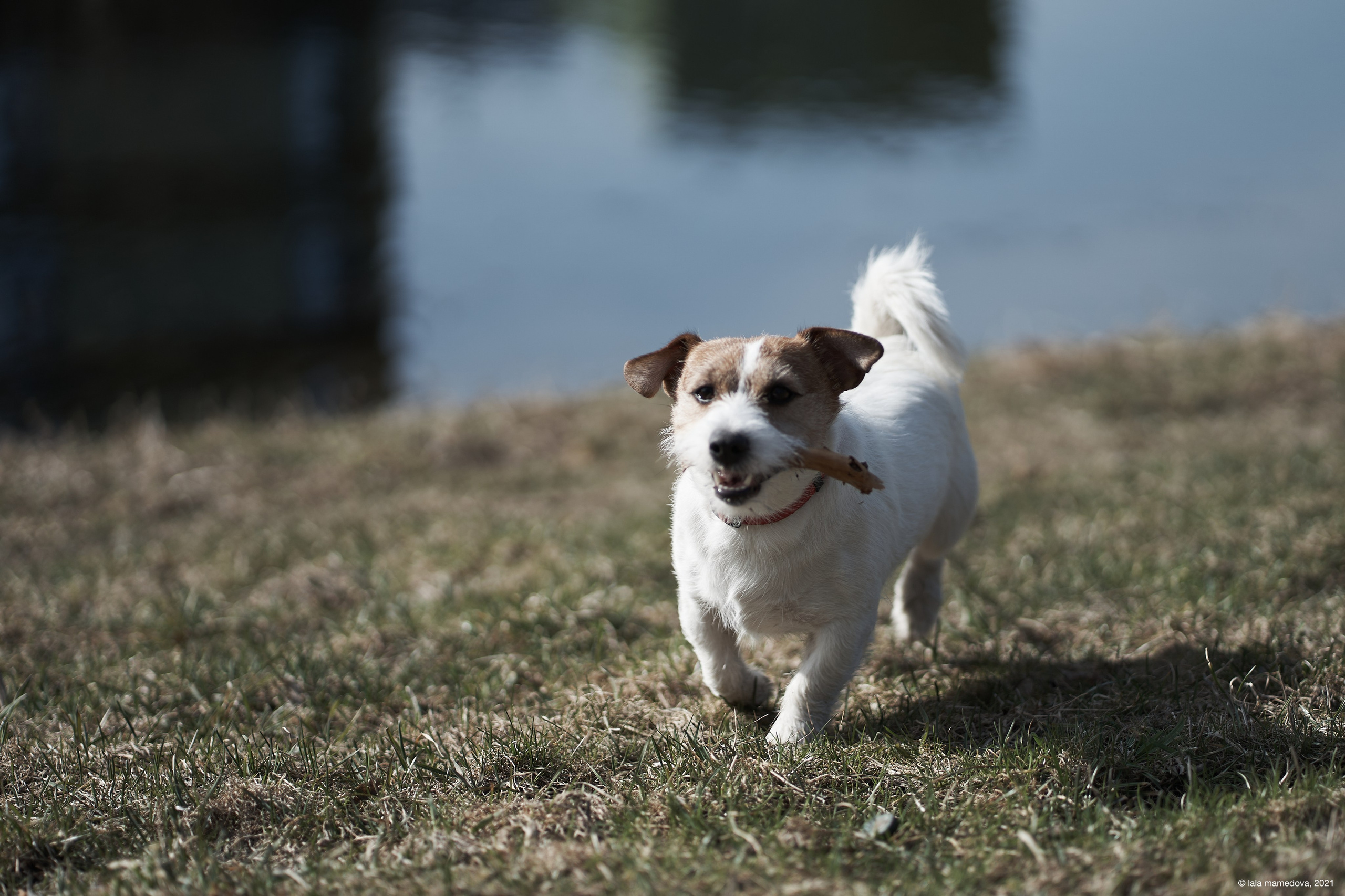 Jack Russell Terrier
