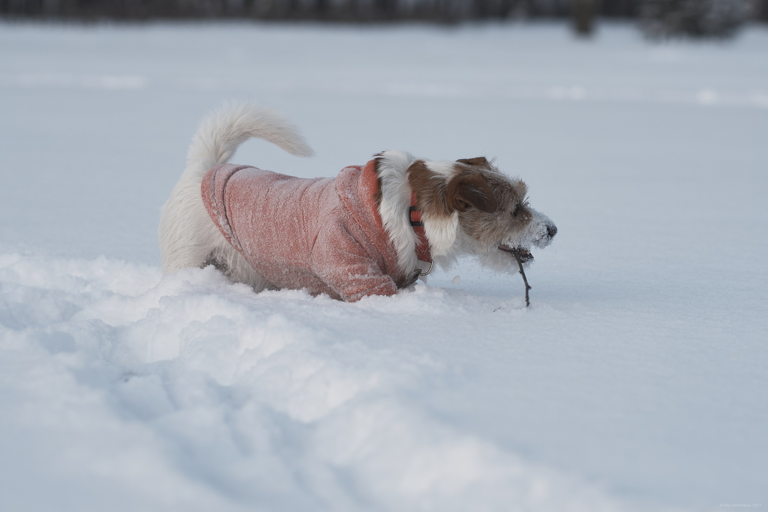 Jack Russell Terrier