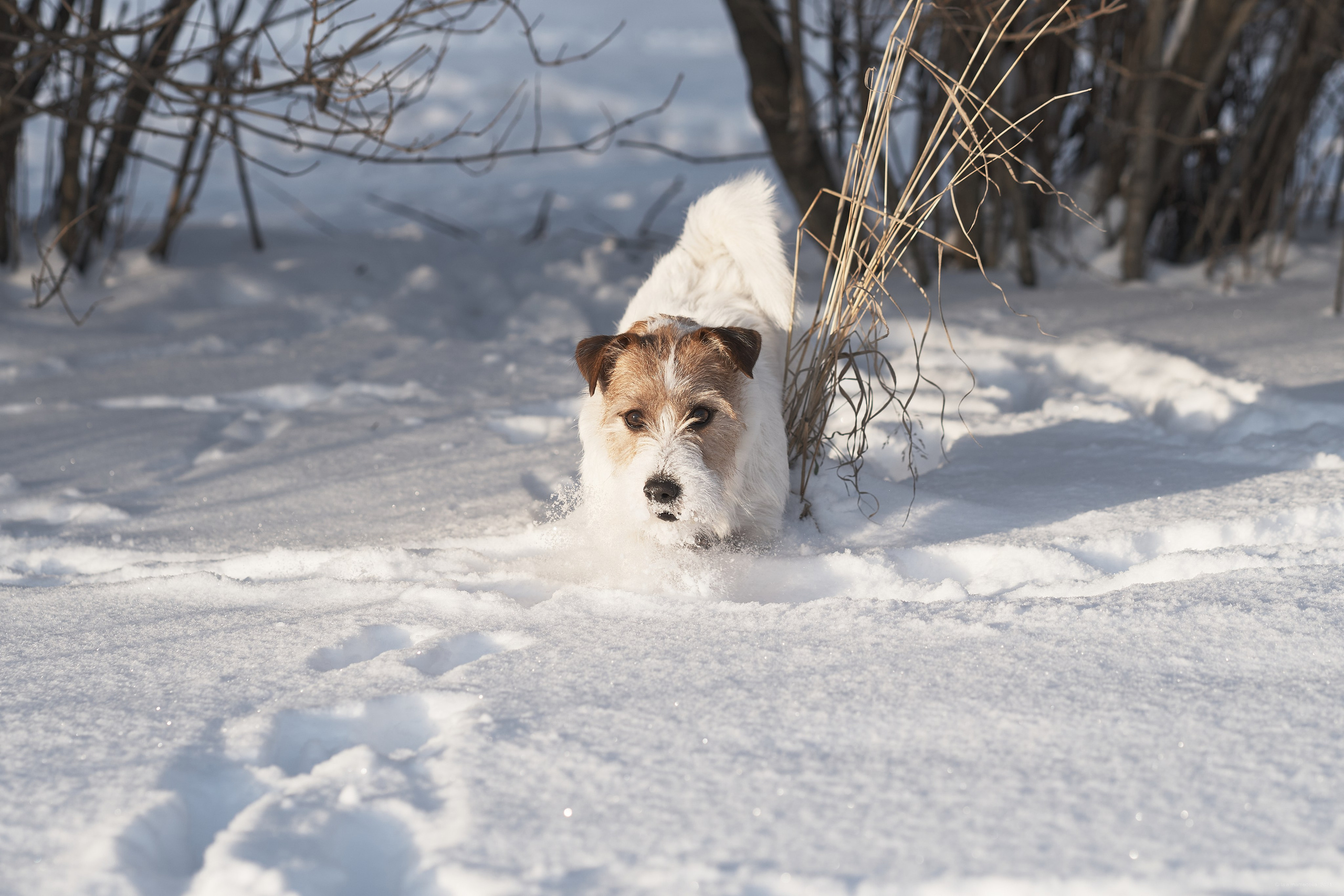 Jack Russell Terrier