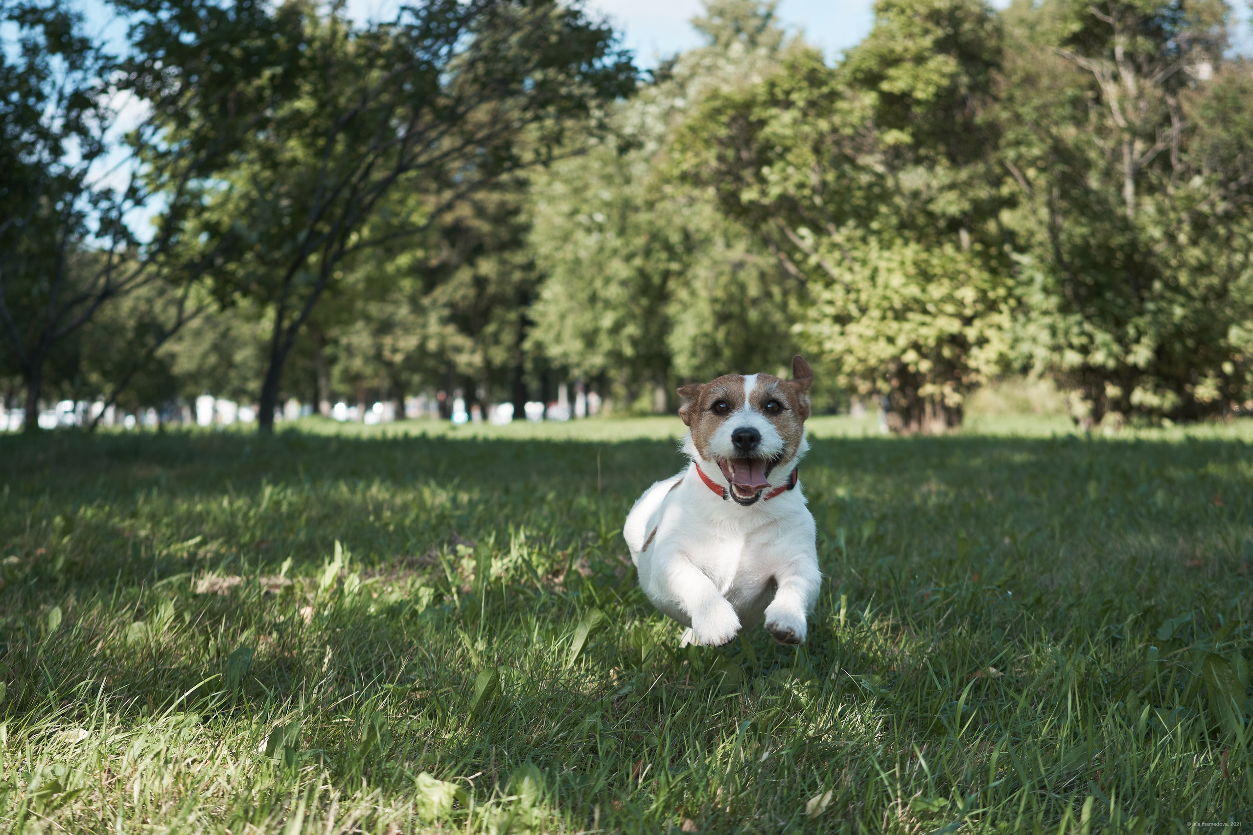 Jack Russell Terrier