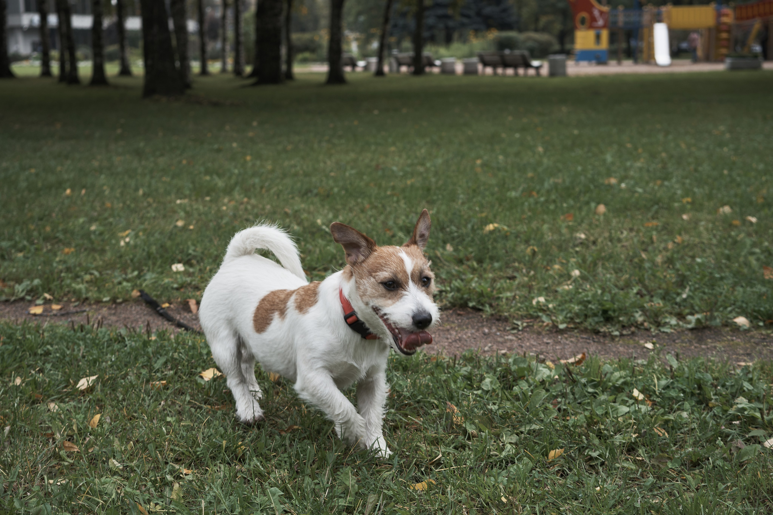 Jack Russell Terrier