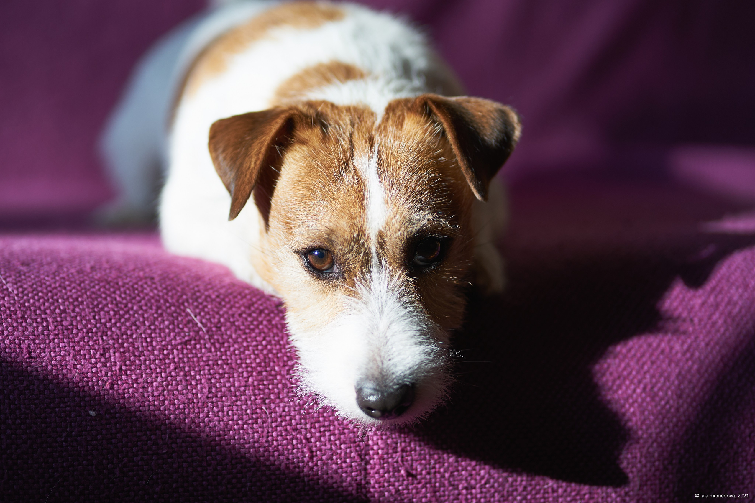 Jack Russell Terrier