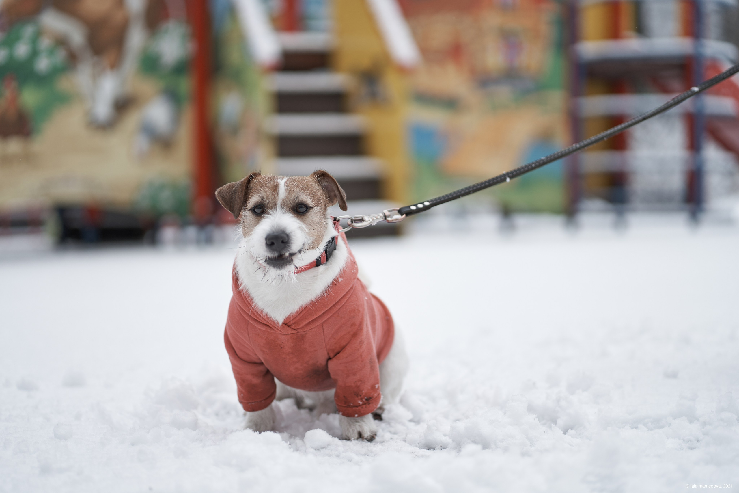 Jack Russell Terrier