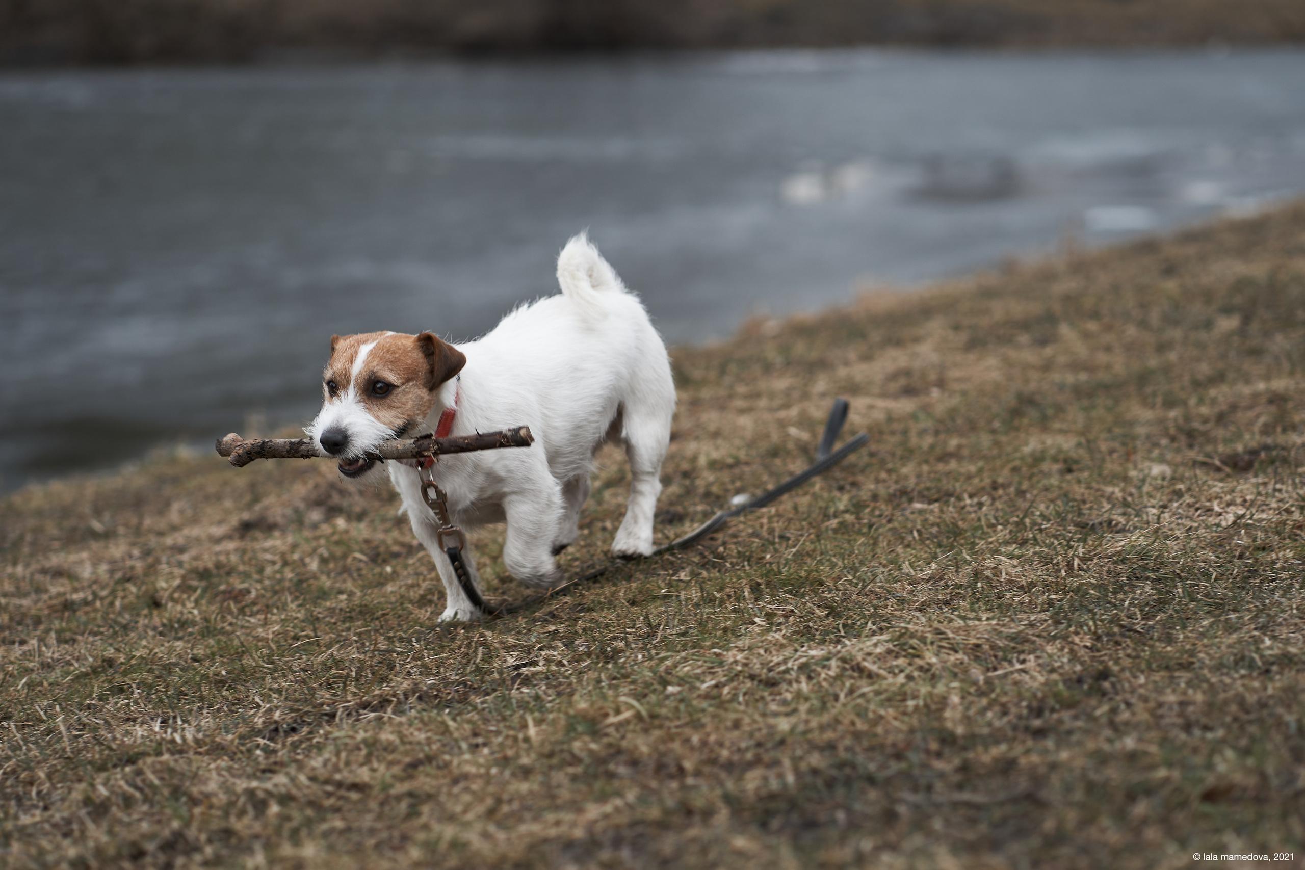 Jack Russell Terrier