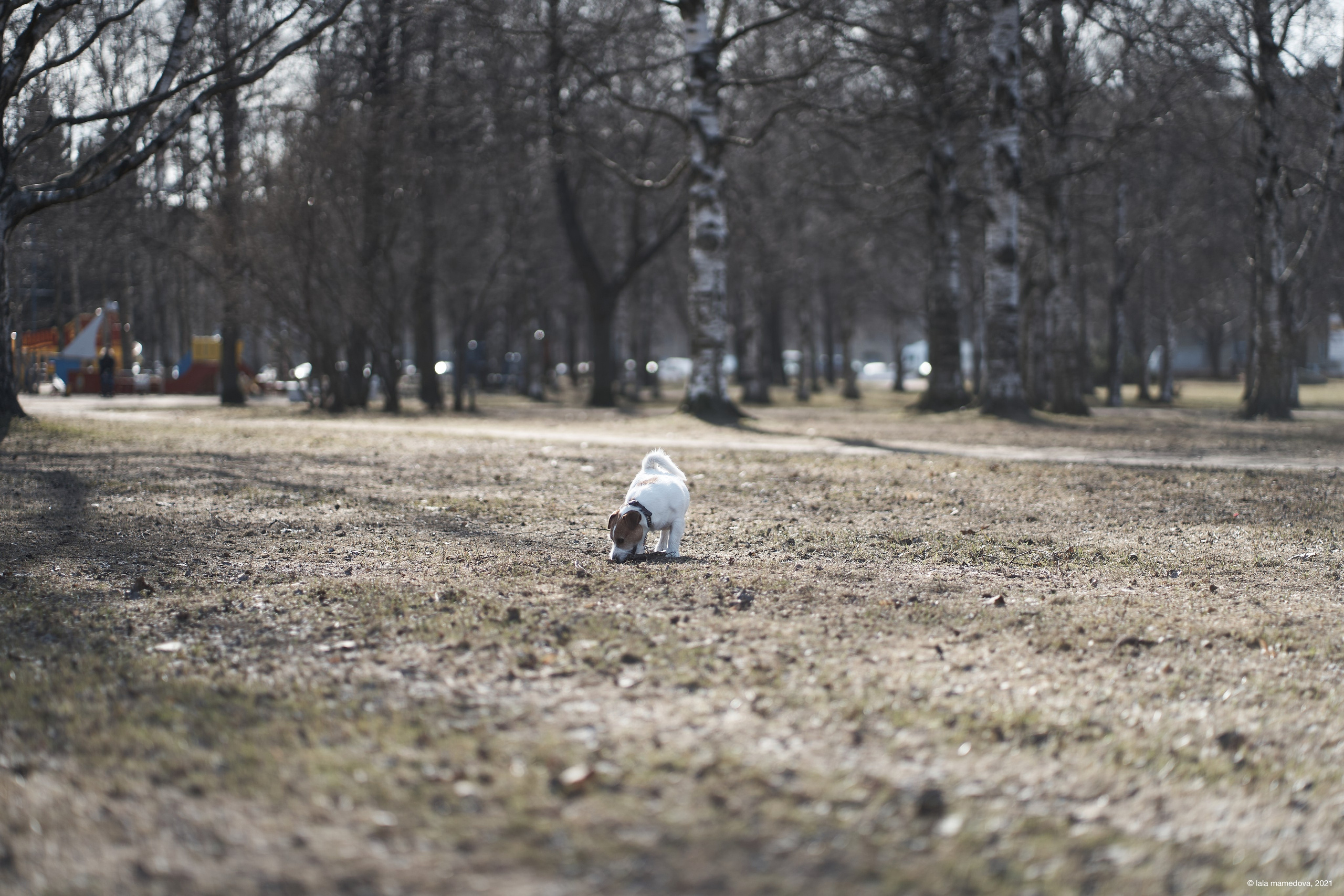 Jack Russell Terrier