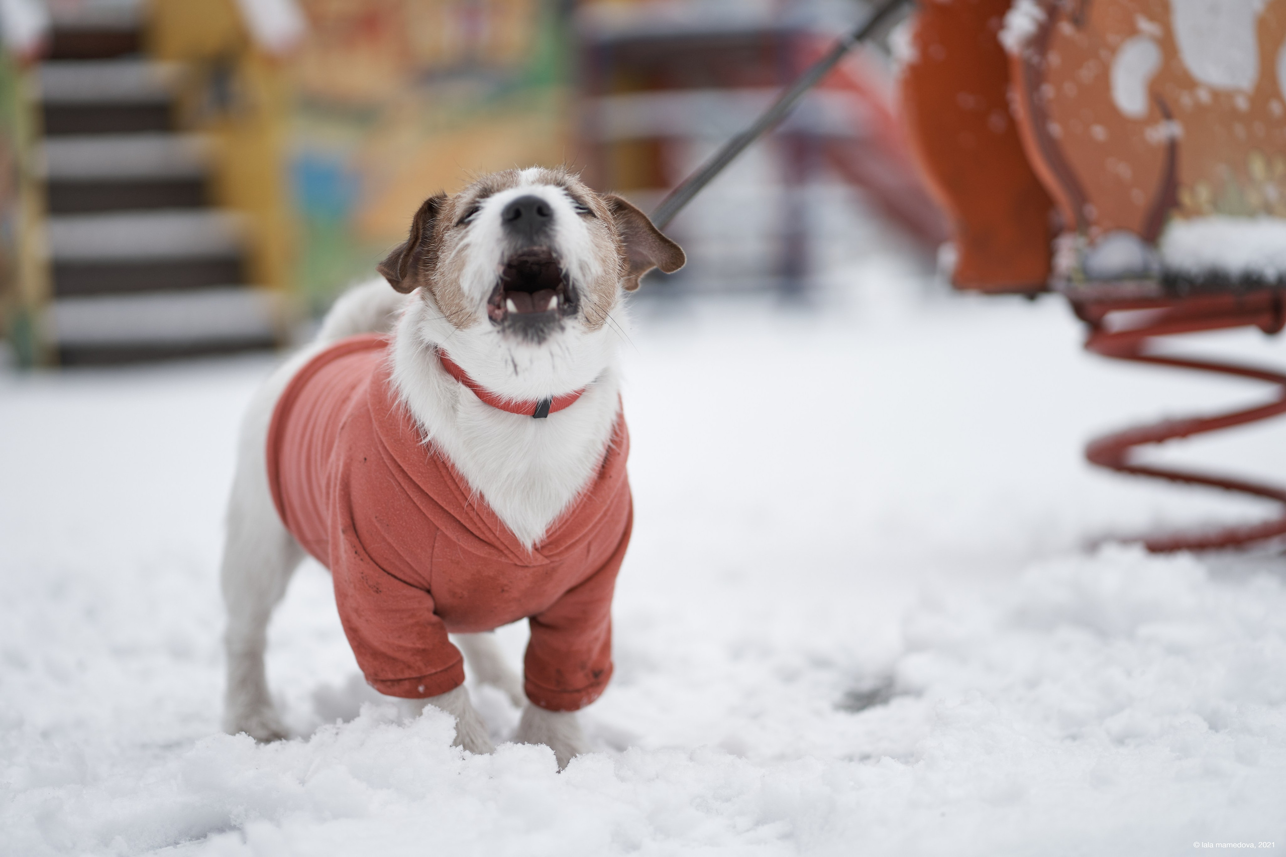 Jack Russell Terrier
