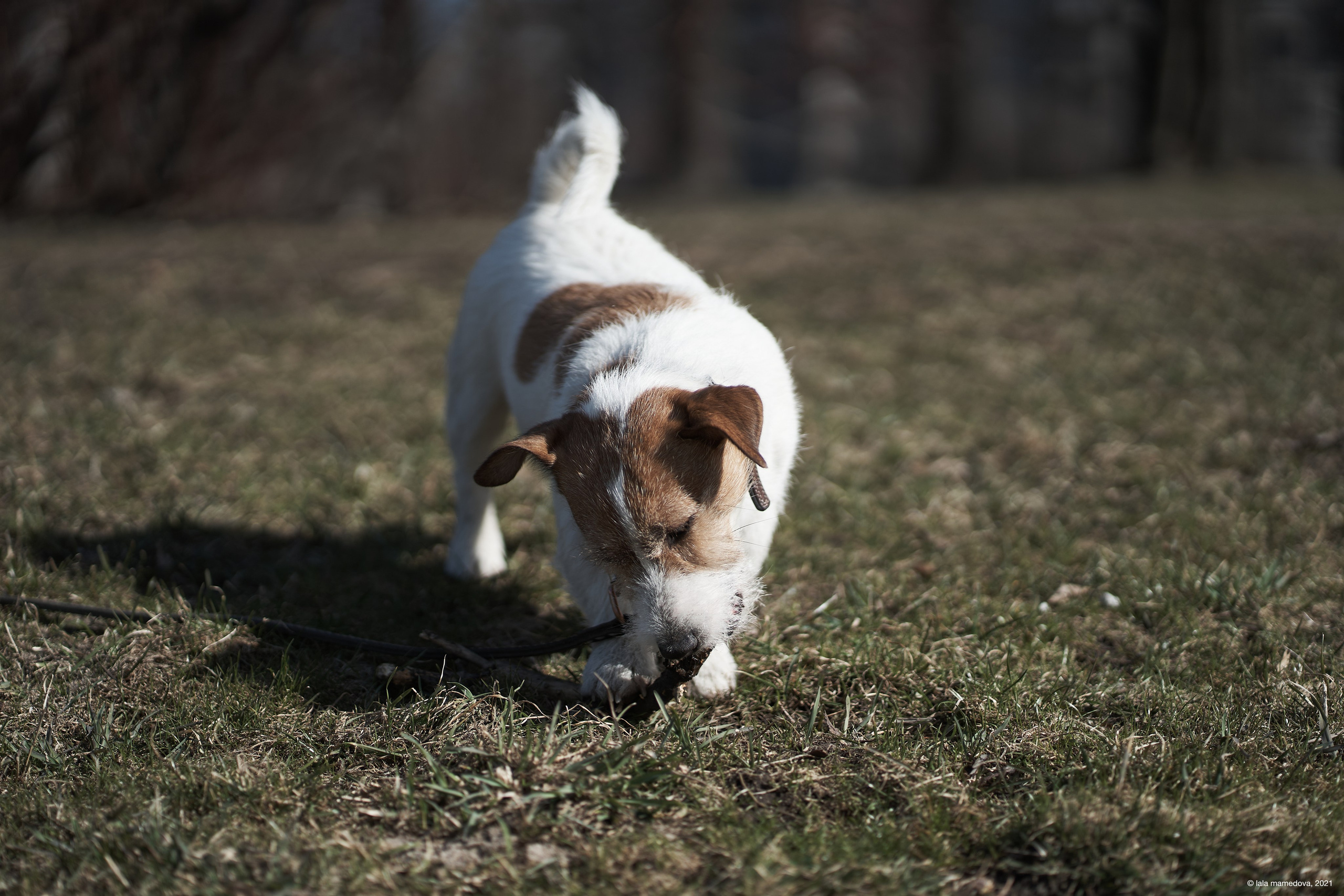 Jack Russell Terrier