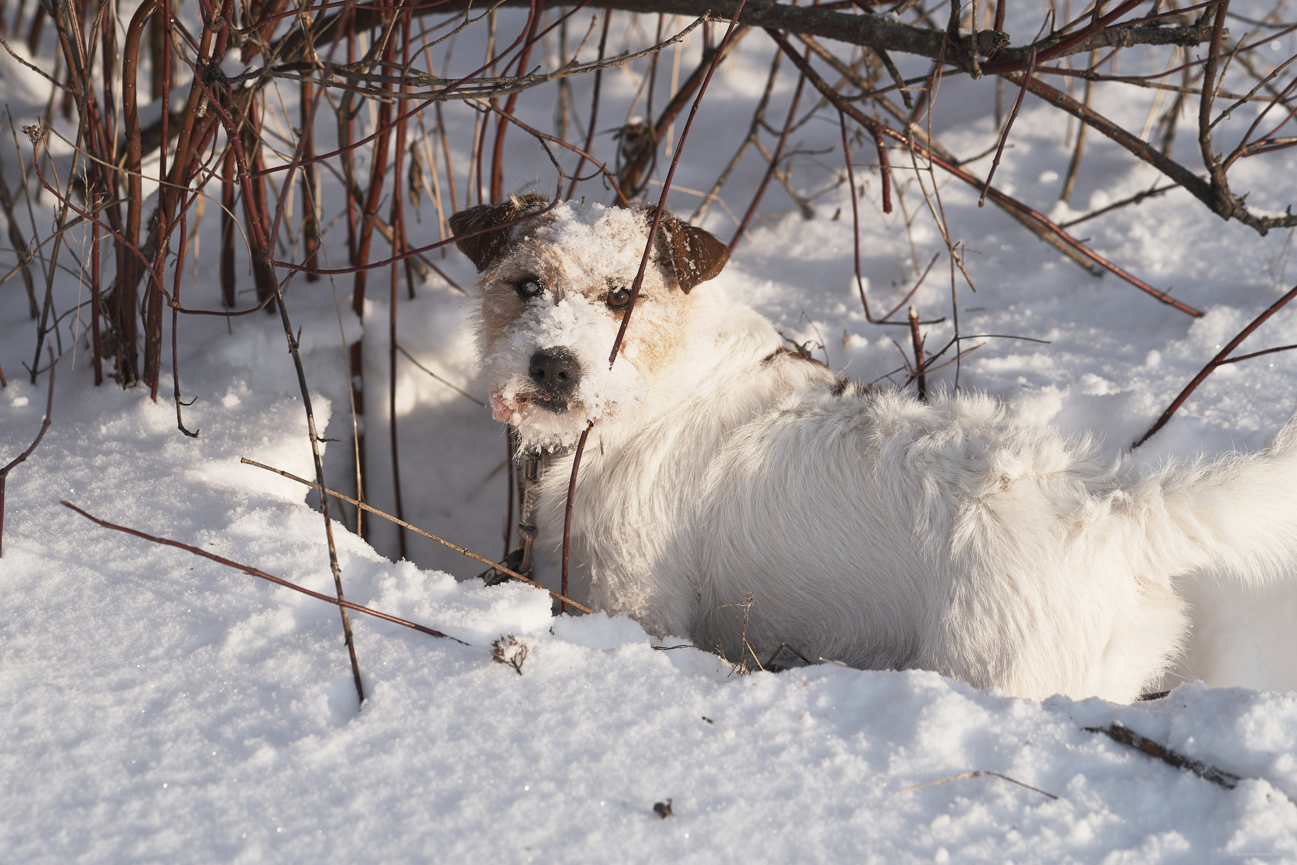 Jack Russell Terrier