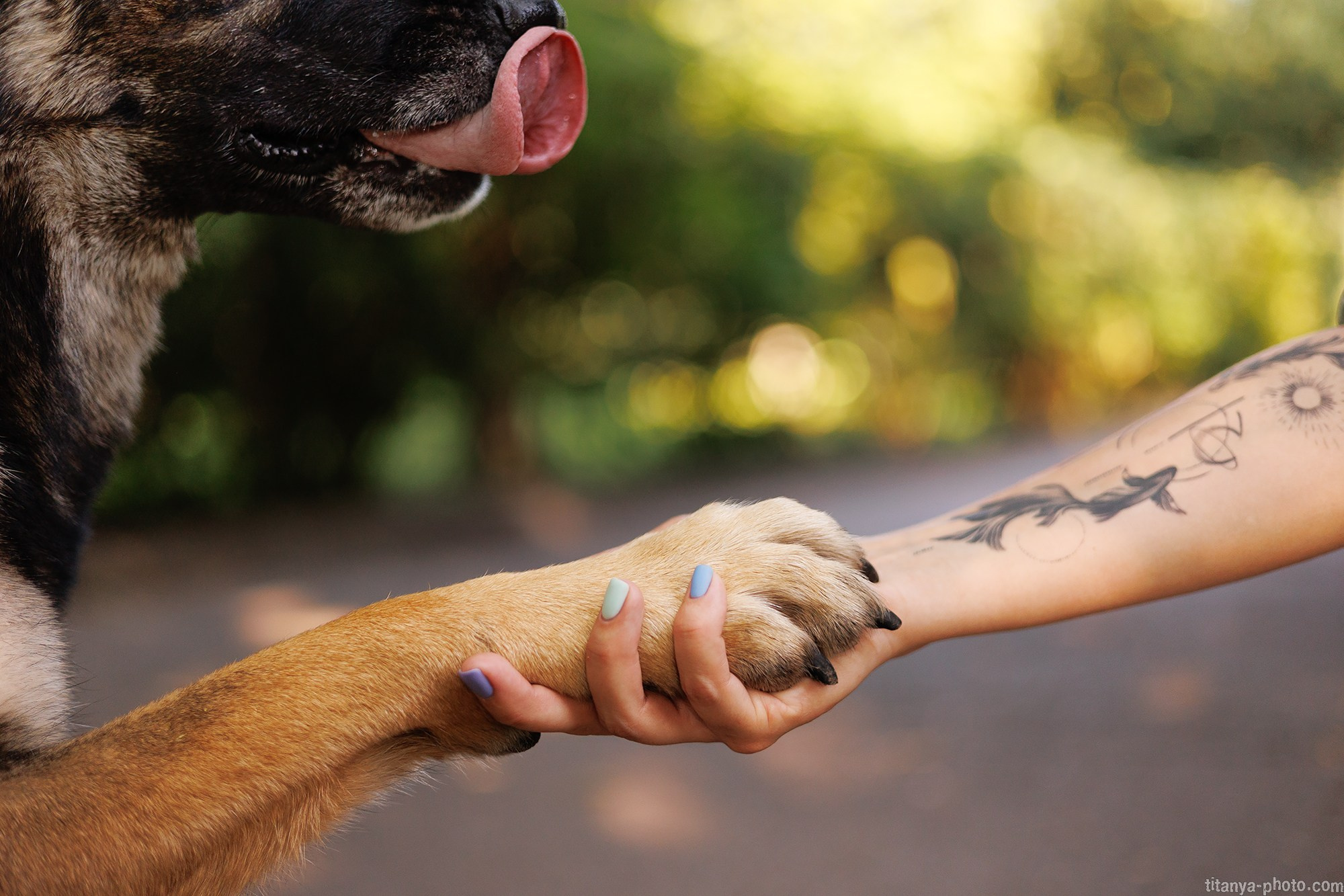 Маша и Харпи. Фотограф собак, фотограф-анималист Аня Титова (Titanya). Москва