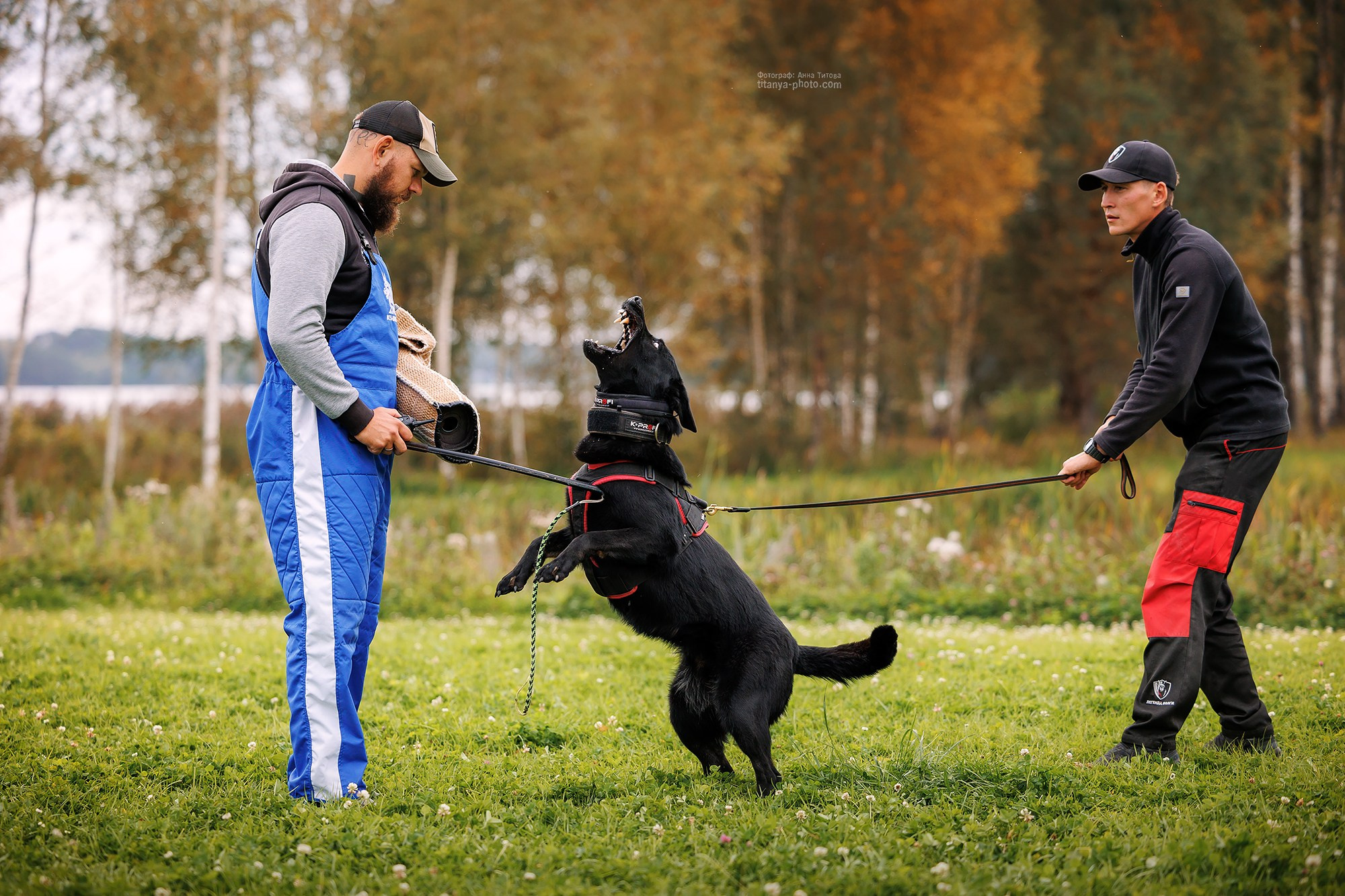 Тренировка по защите в питомнике немецких овчарок «Легенда Волги». Фотограф собак, фотограф-анималист Аня Титова (Titanya). Москва
