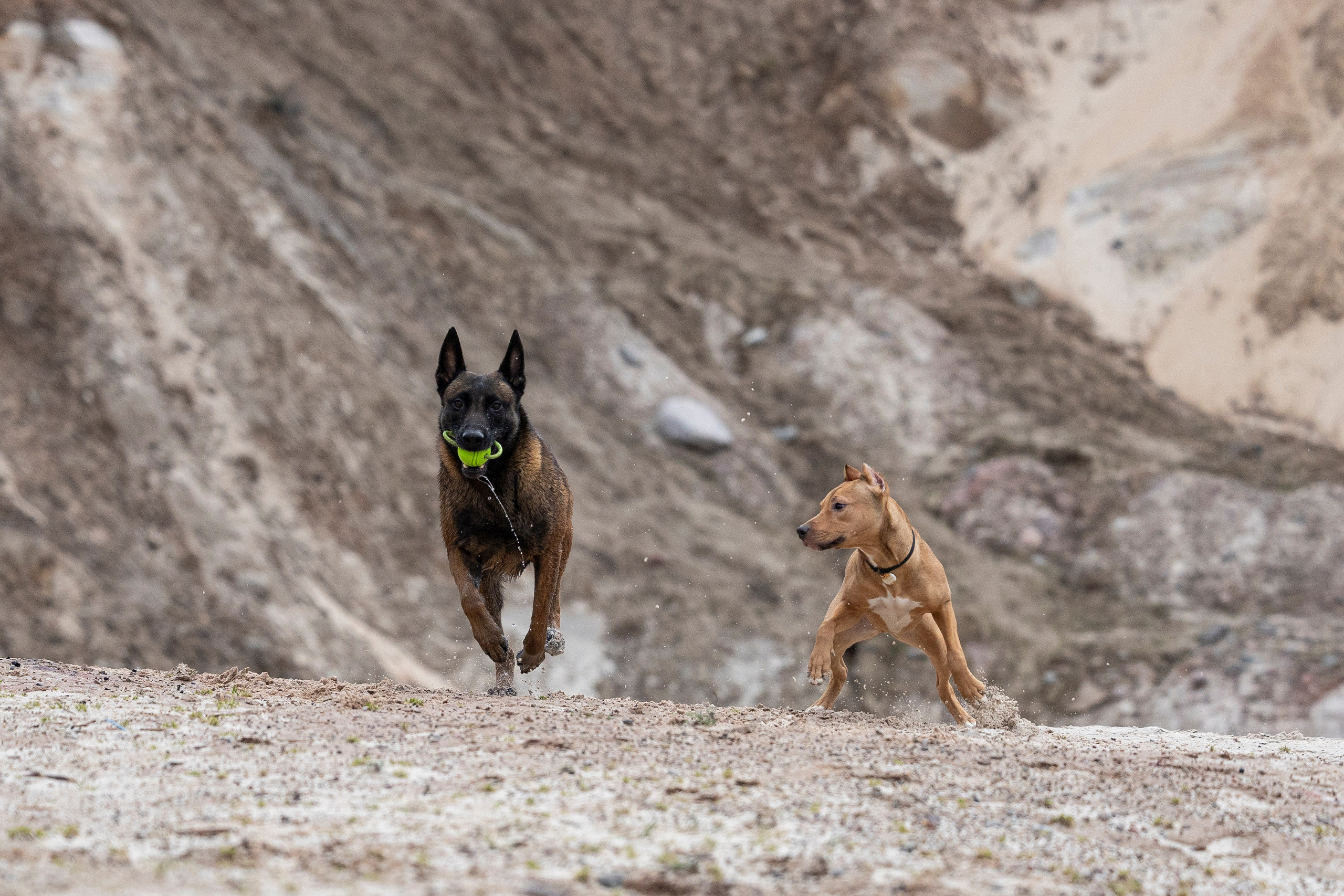 Лужские Мальдивы. Фотограф-анималист Анна Маринич