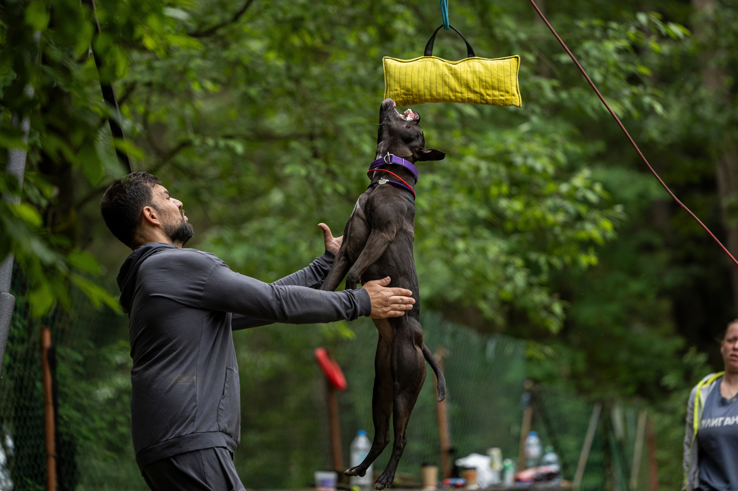 Пит-стафф многоборье. Фотограф-анималист Анна Маринич