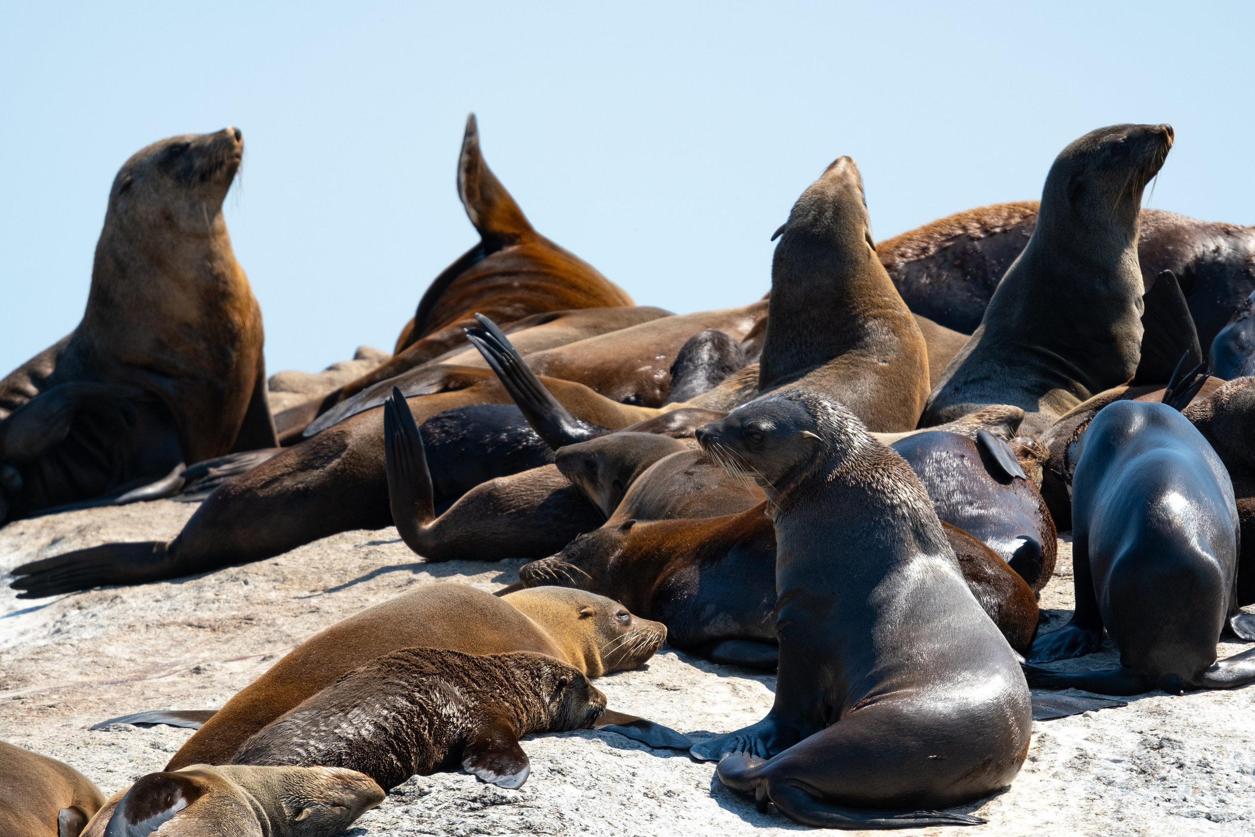 Морские котики и закат. Фотографии из путешествий