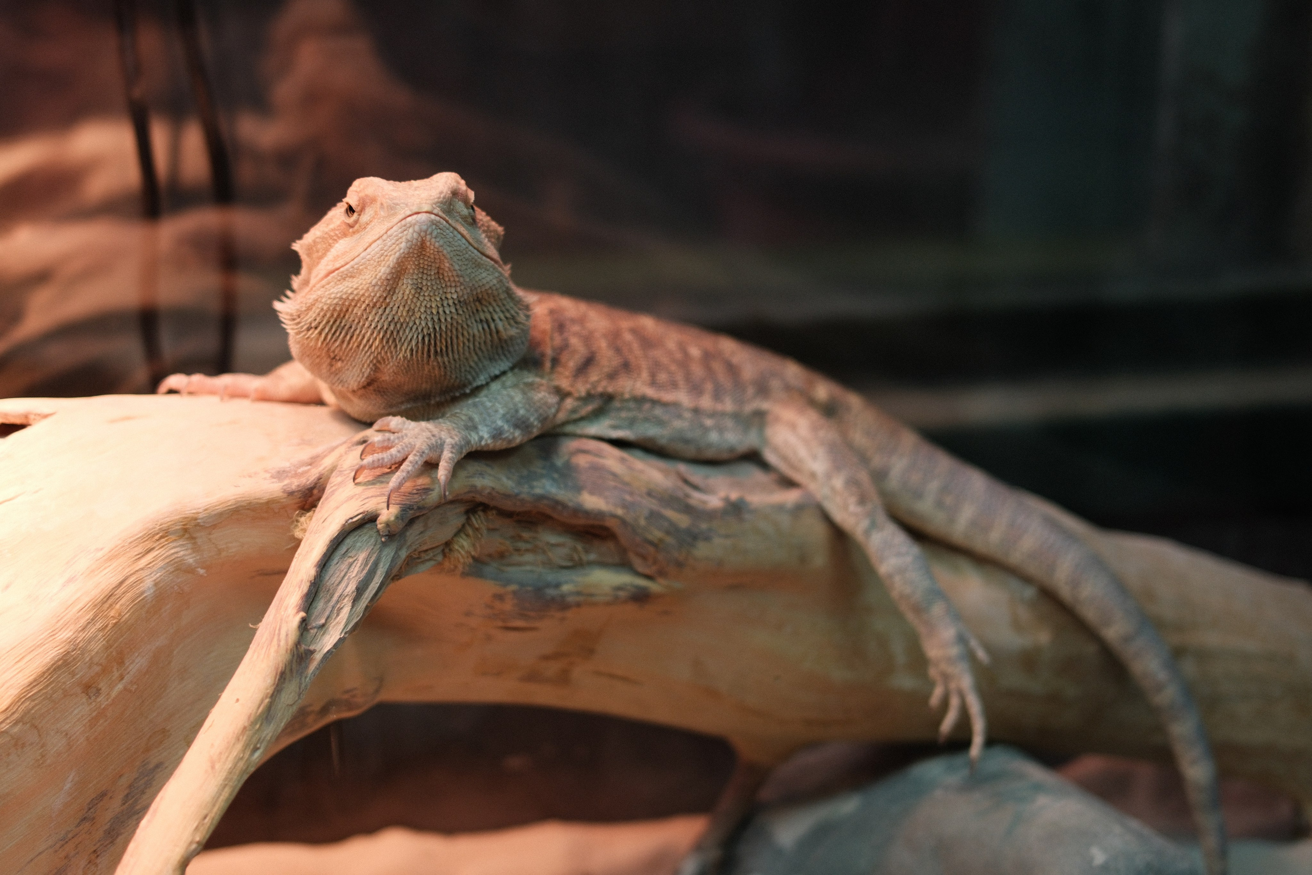 Аптекарский огород. Профессиональный фотограф в Москве Захар Ишутин