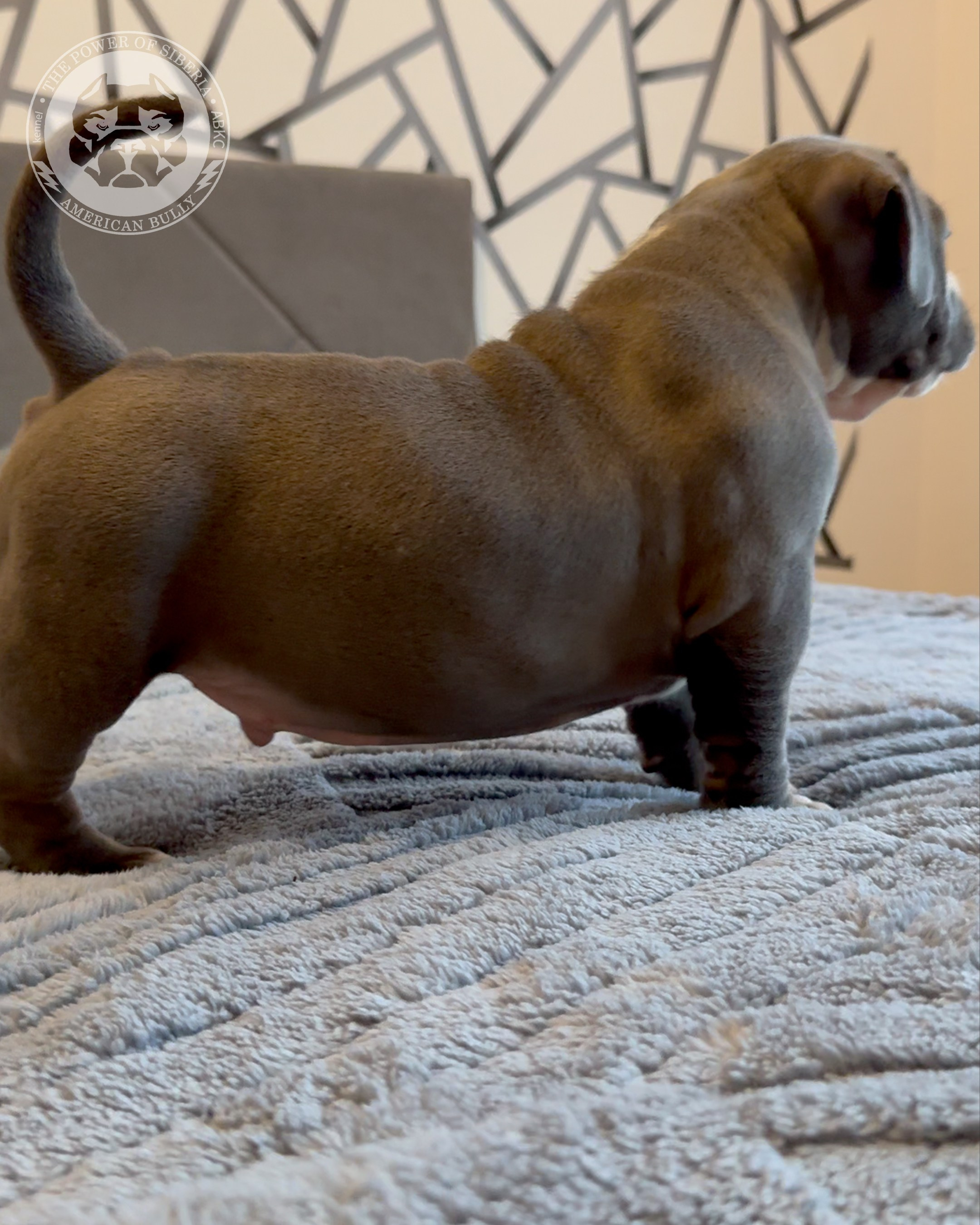 Свободные щенки Американский Булли, в типах покет, классик, стандарт. Американский Булли в г. Ростов-на-Дону. Питомник THE POWER OF SIBERIA