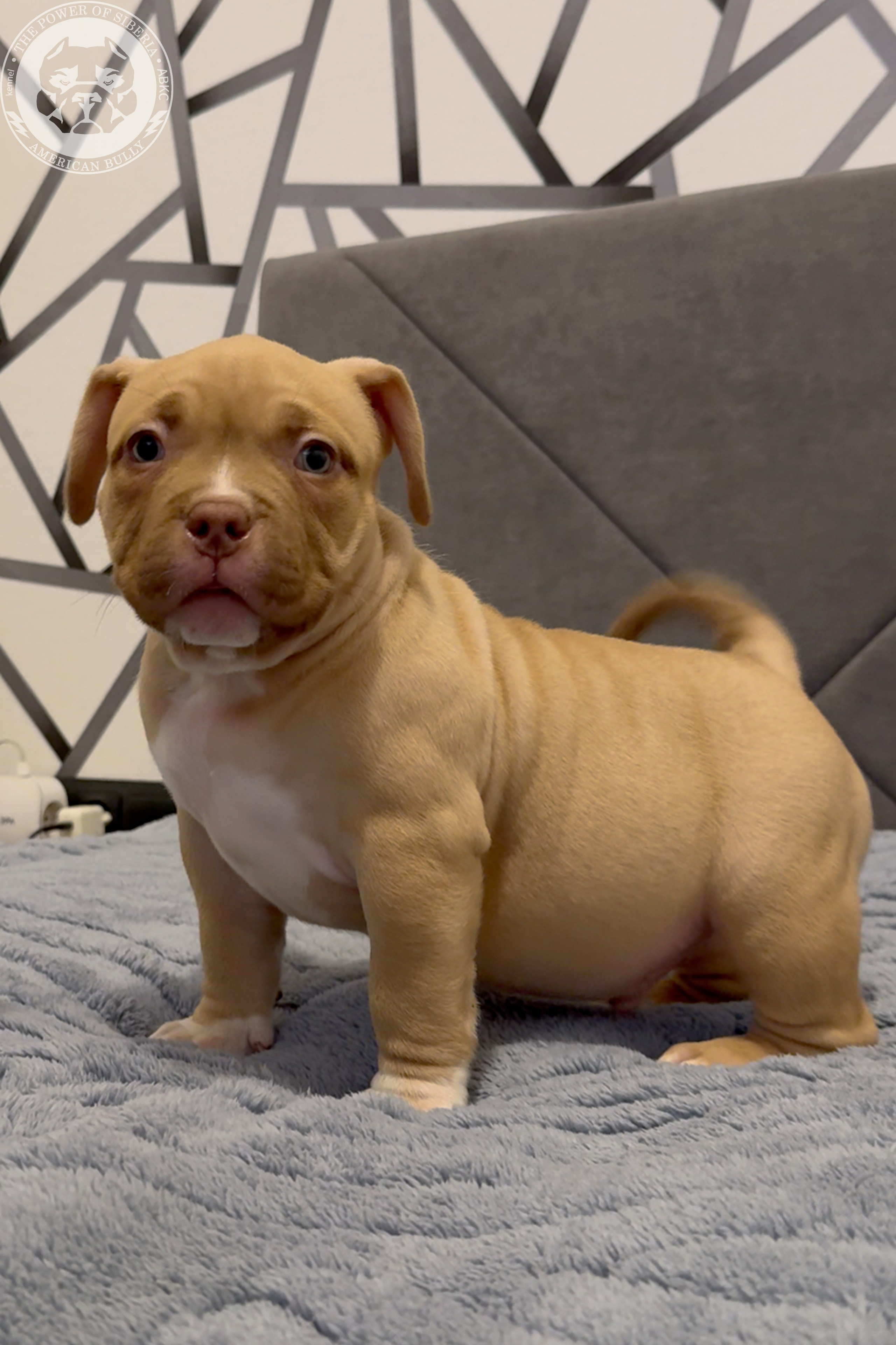 21.02.26-Мила-Турук. Американский Булли в г. Ростов-на-Дону. Питомник THE POWER OF SIBERIA