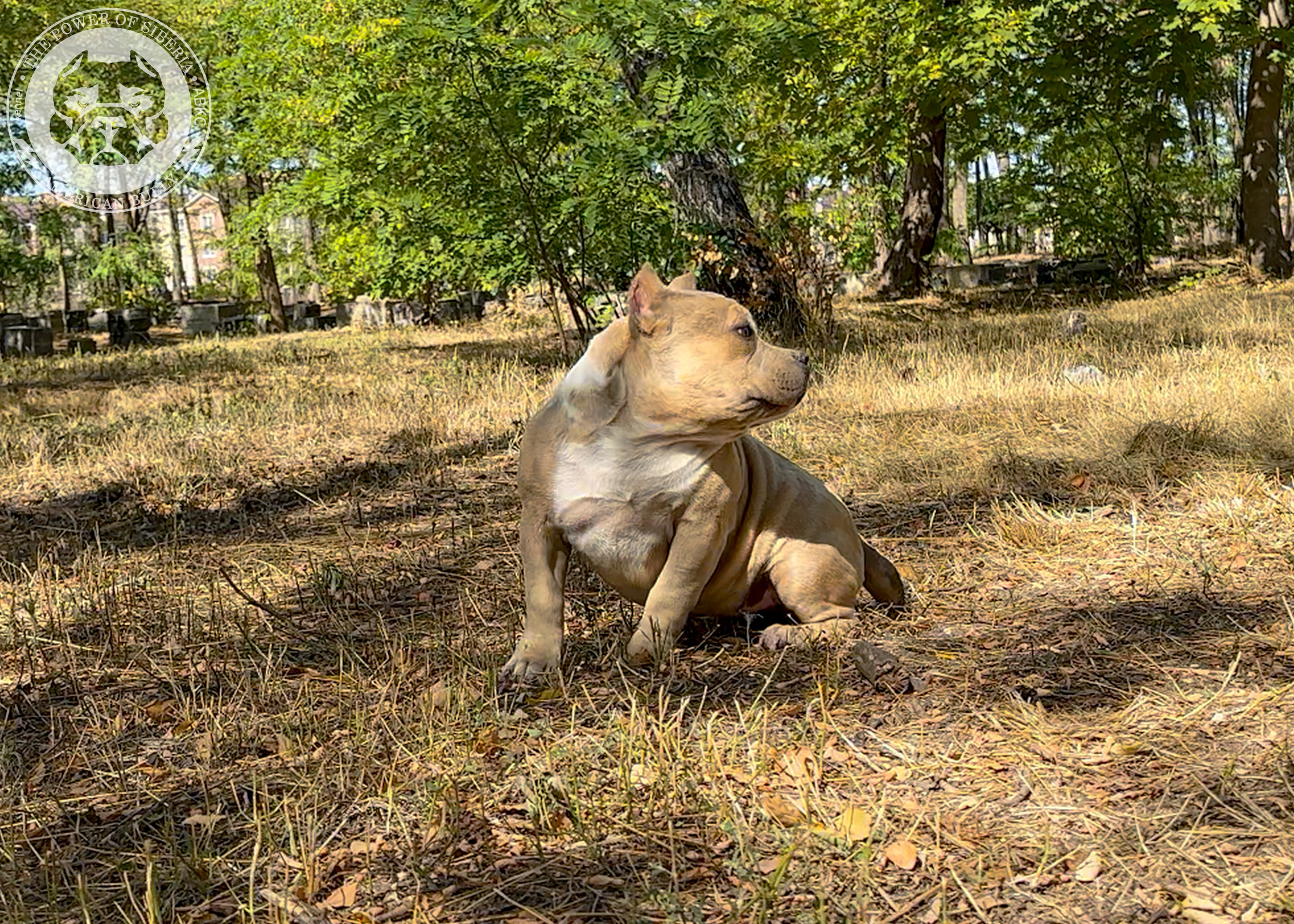Помет Каспер и Тагира. 21.04.25. Американский Булли в г. Ростов-на-Дону. Питомник THE POWER OF SIBERIA
