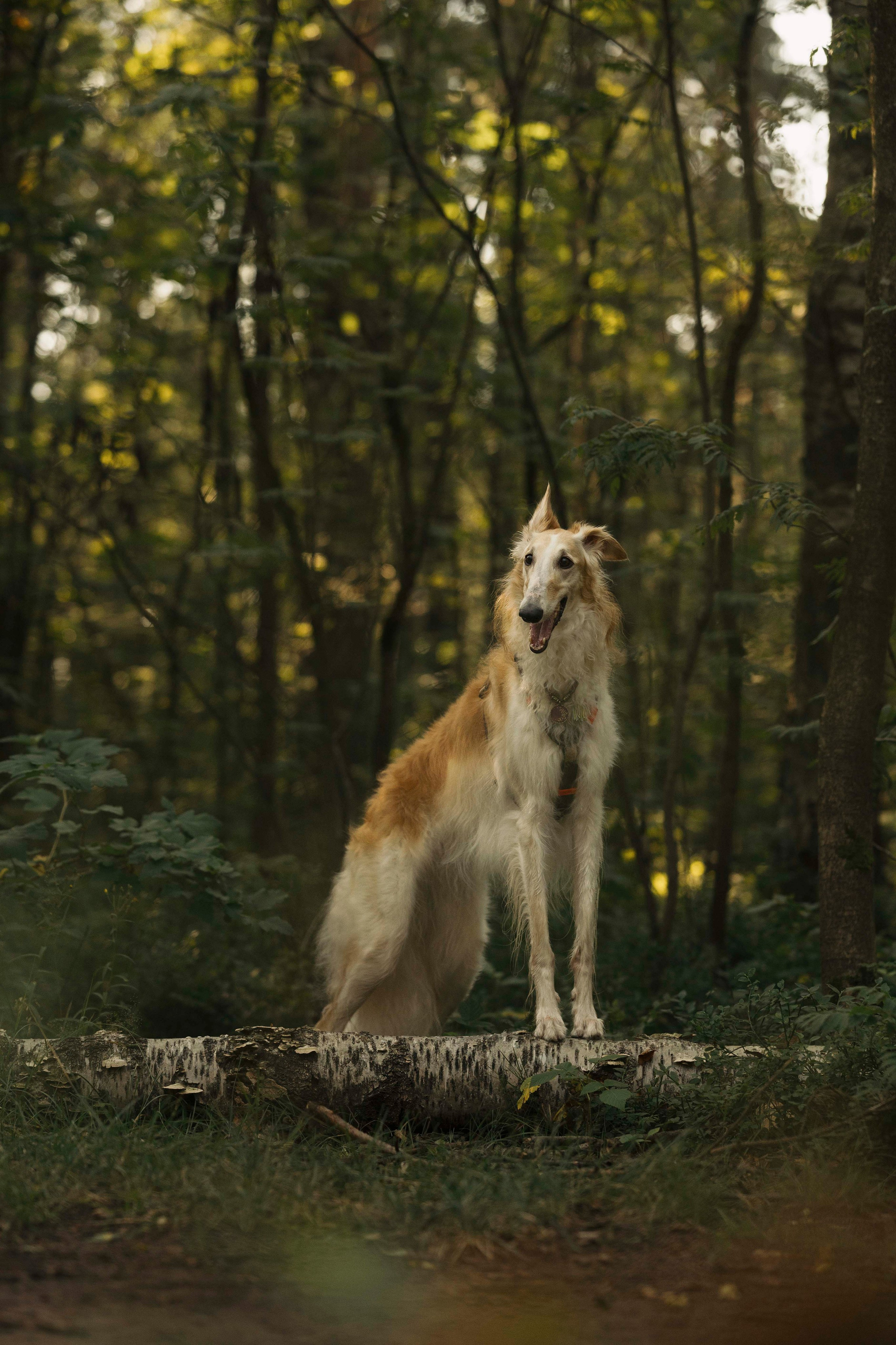 Тайга. Фотограф- анималист Александра Матвеева