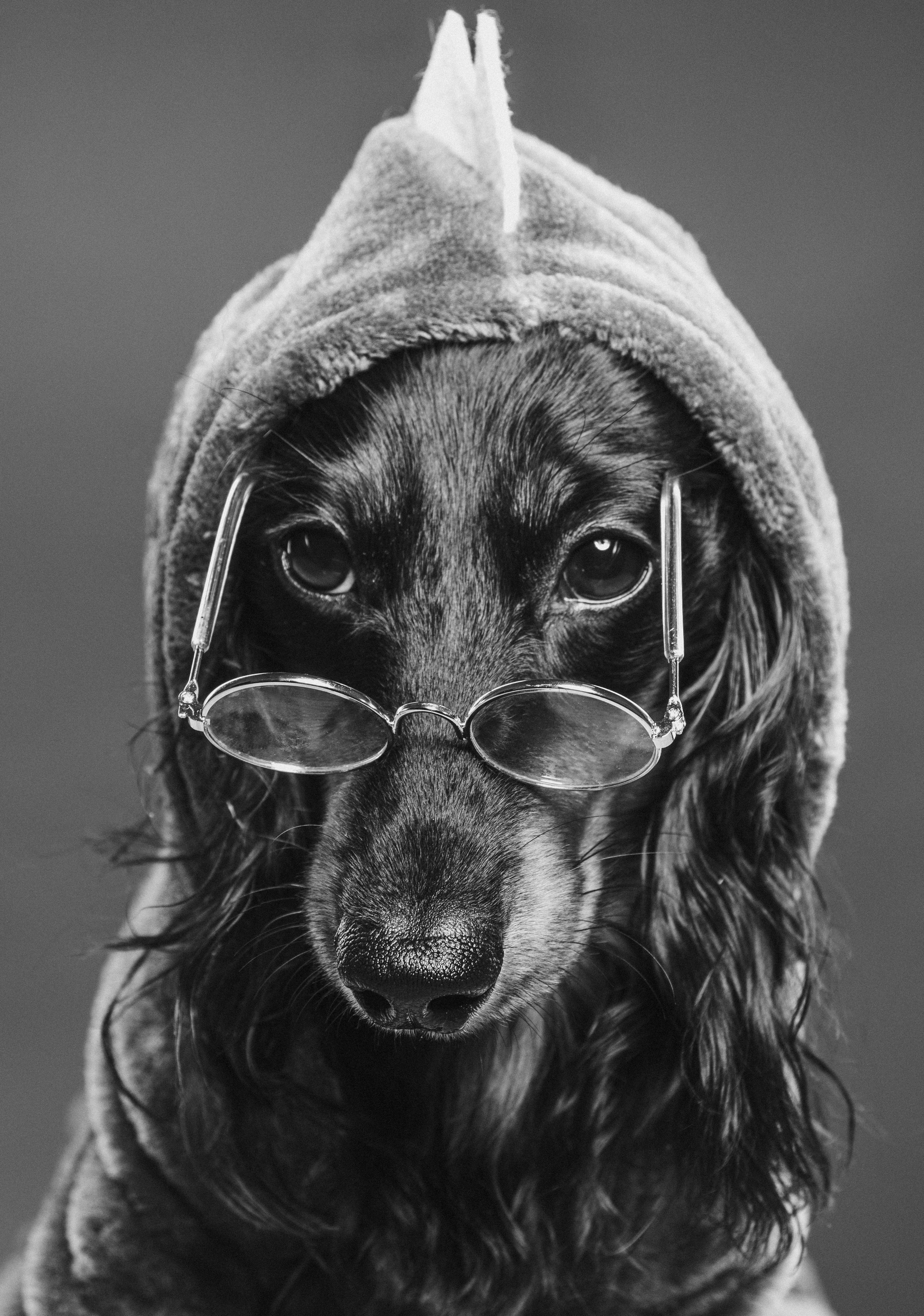 Портфолио анималистика. Коммерческий портретный и анималистический фотограф в Москве