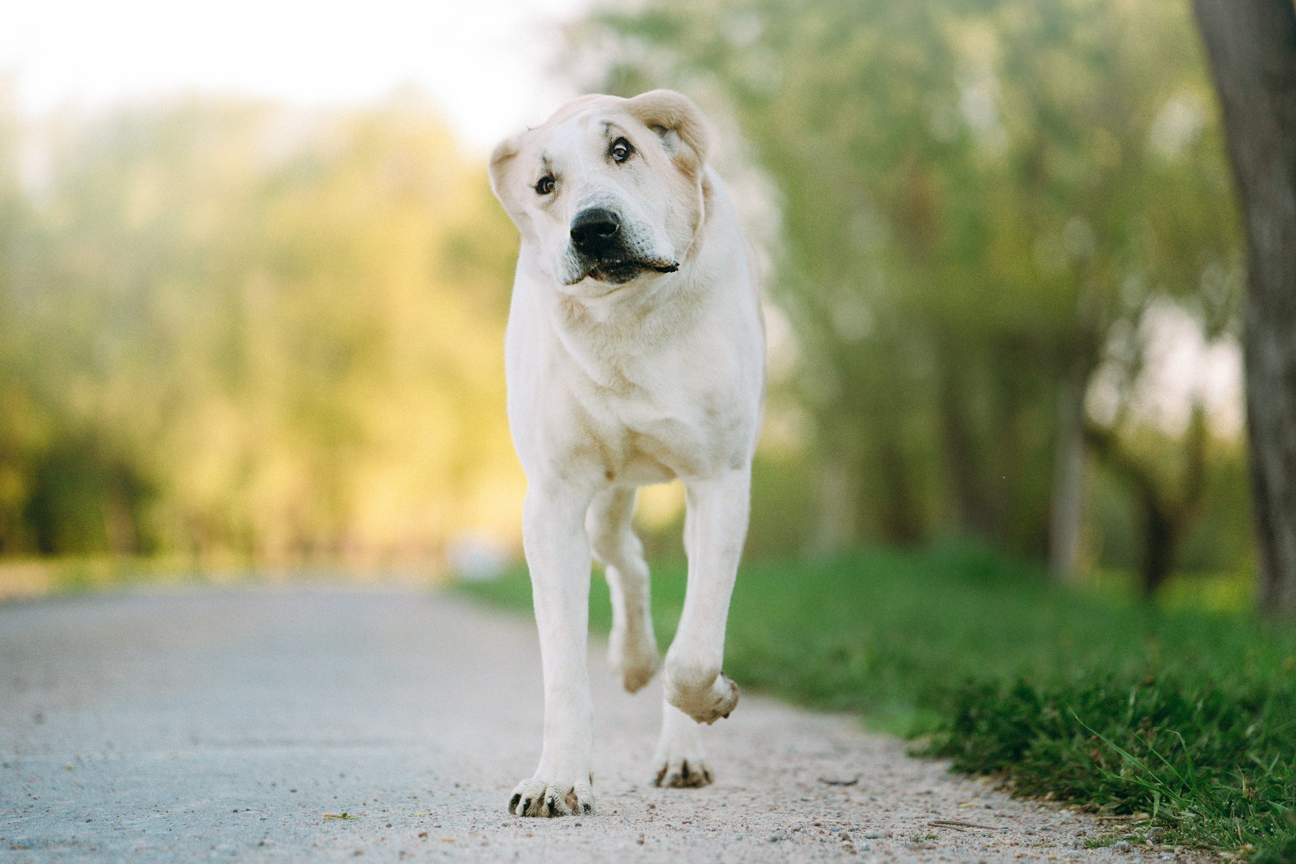 Настя и Рахат. Фотограф анималист в Москве и Санкт-Петербурге Свиридова Анна