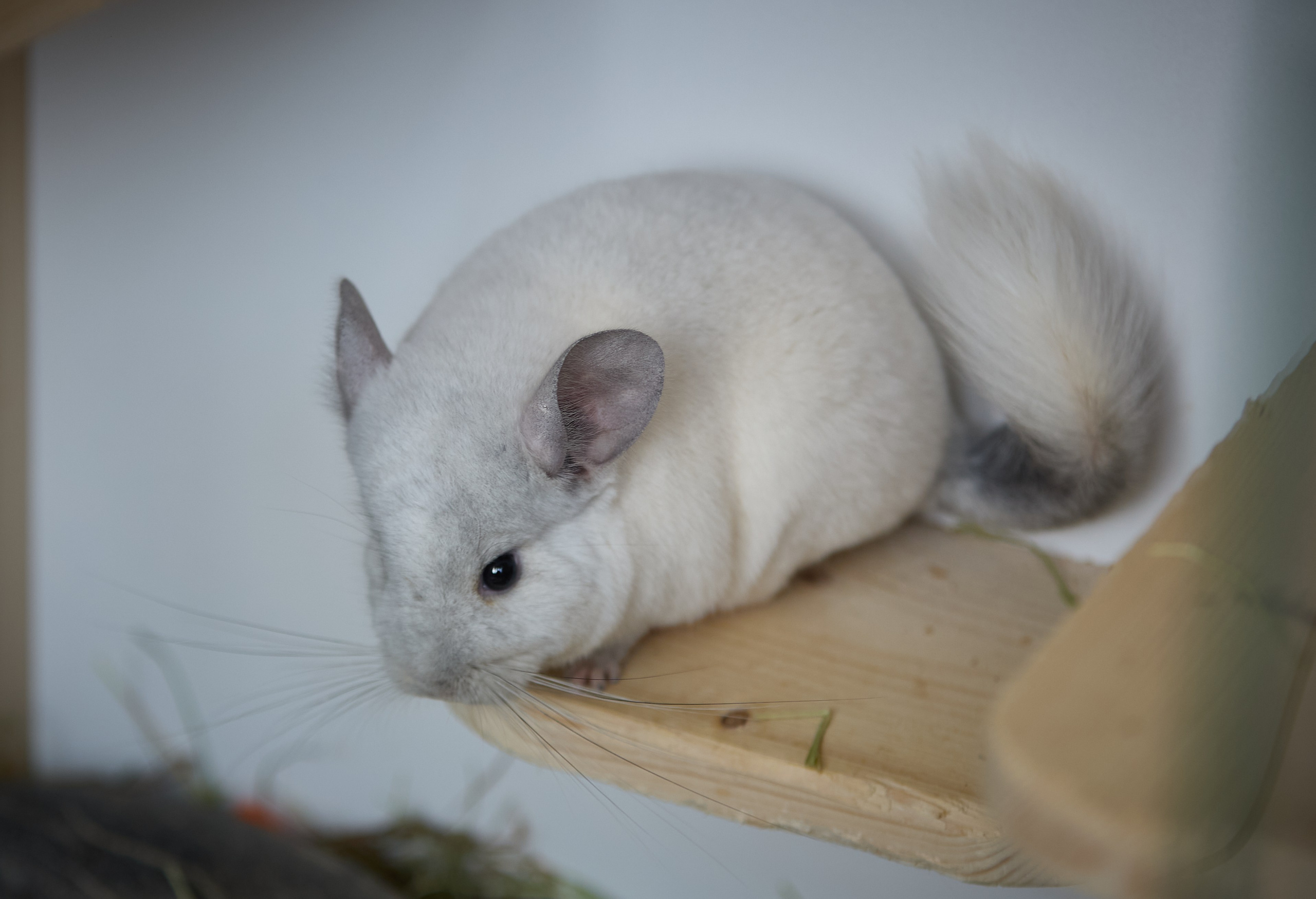 ART-HAOS. Фотограф видеограф в Москве и Московской области Саша Секрет