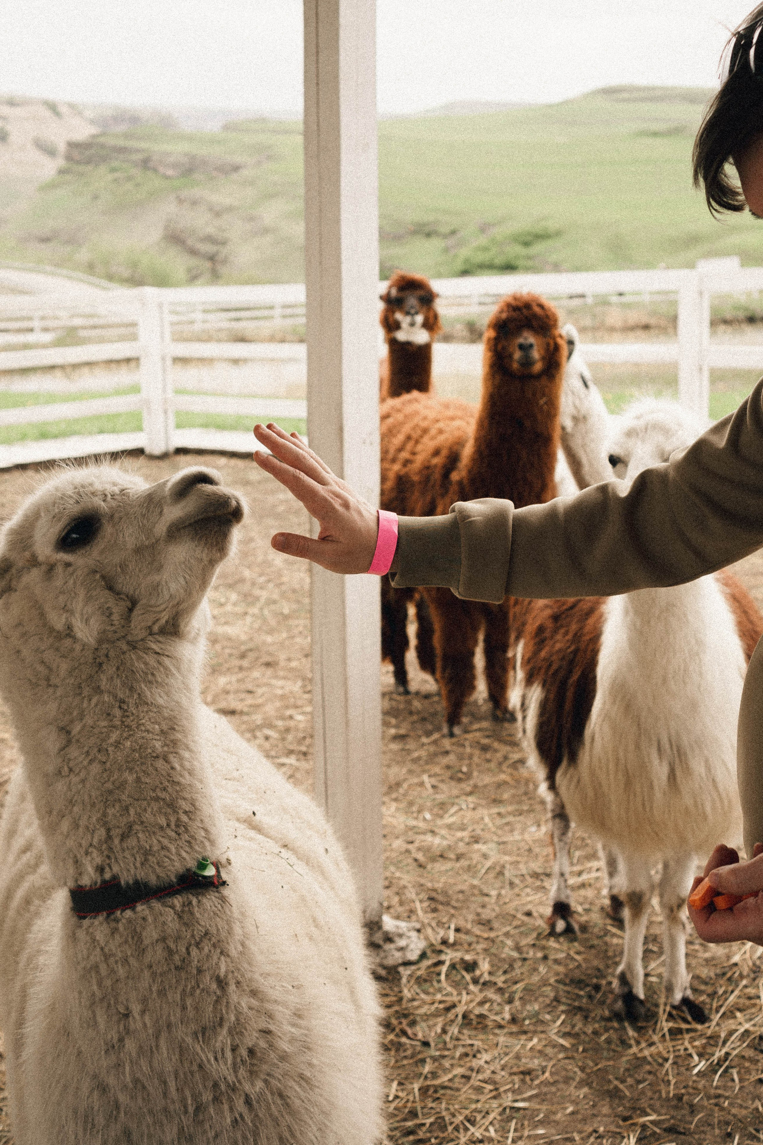 Ферма Альпак. Профессиональный фотограф, Санкт-Петербург — Виктория Богомолова