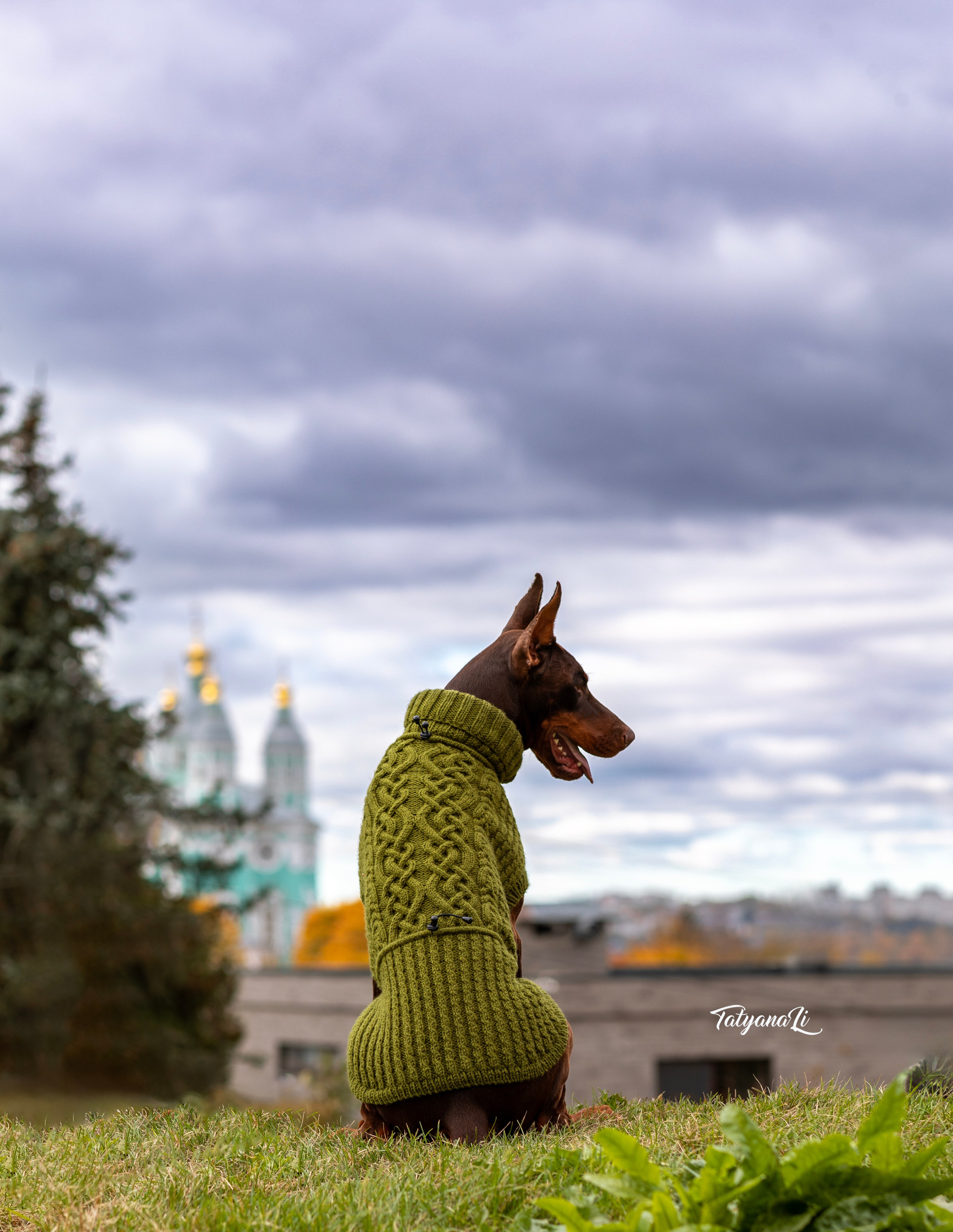 Доберман. Фотограф — анималист Татьяна Ли