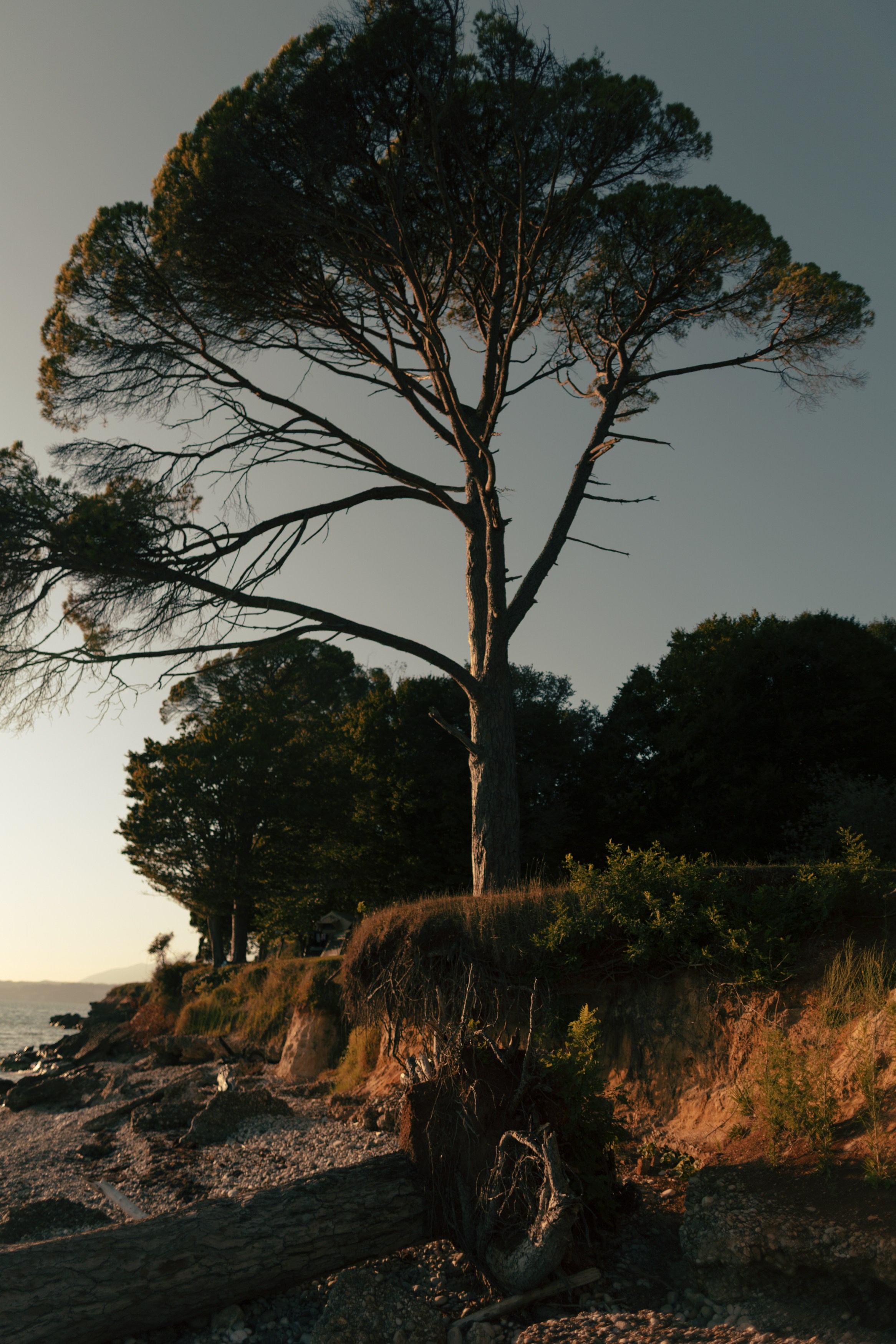 Елен Игорь Серая Баба 9т. RetroChic Фото